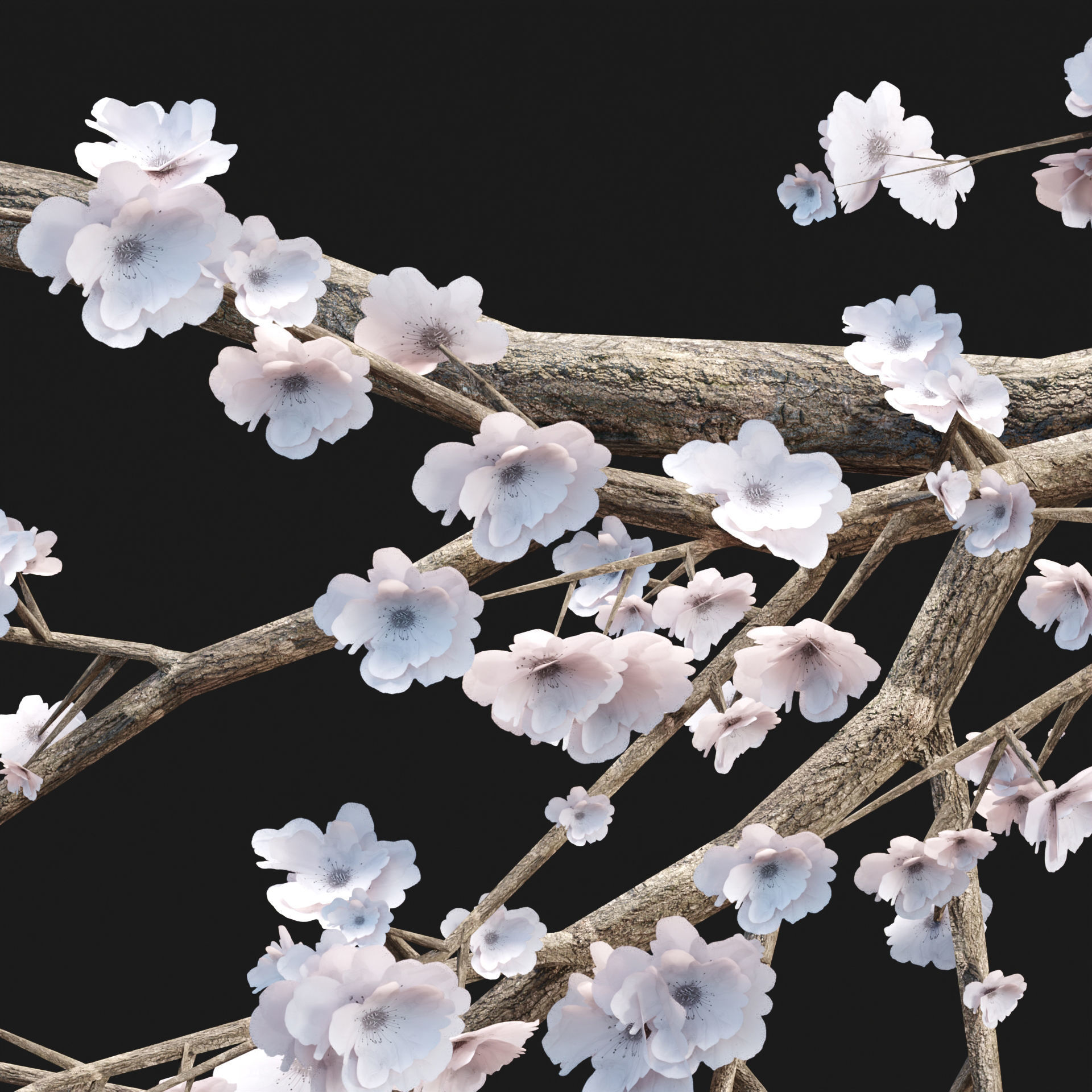 Cherry blossom tree vol 98 3D model_2