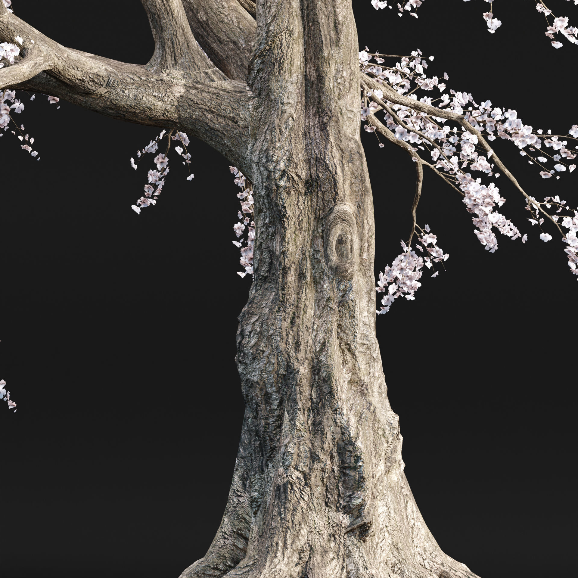 Cherry blossom tree vol 98 3D model_1