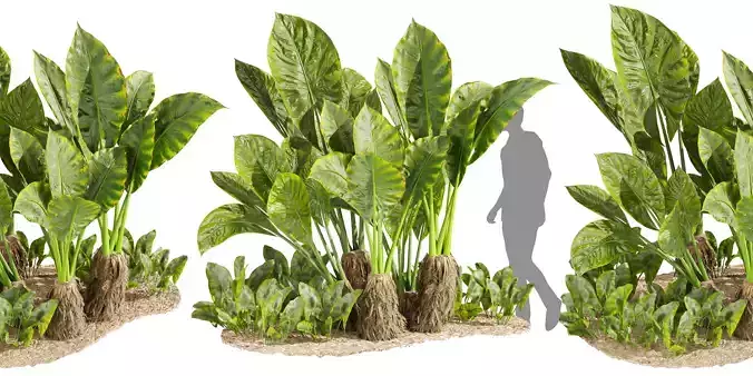 Collection plant vol 555 - Alocasia - Macrorrhizos - taro  3D model