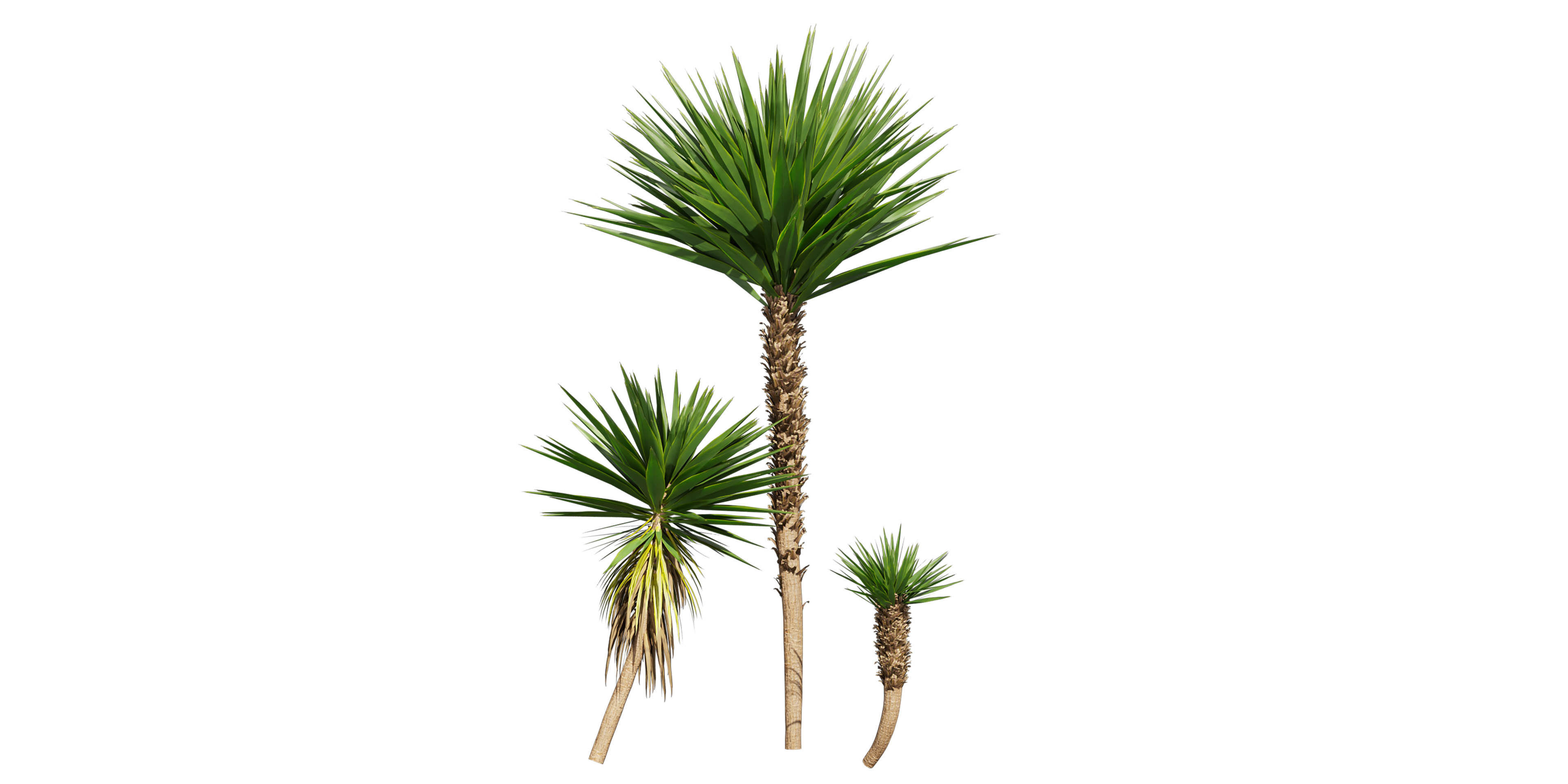 Collection plant vol 556 -  Spineless - Yucca - palm  3D model_3