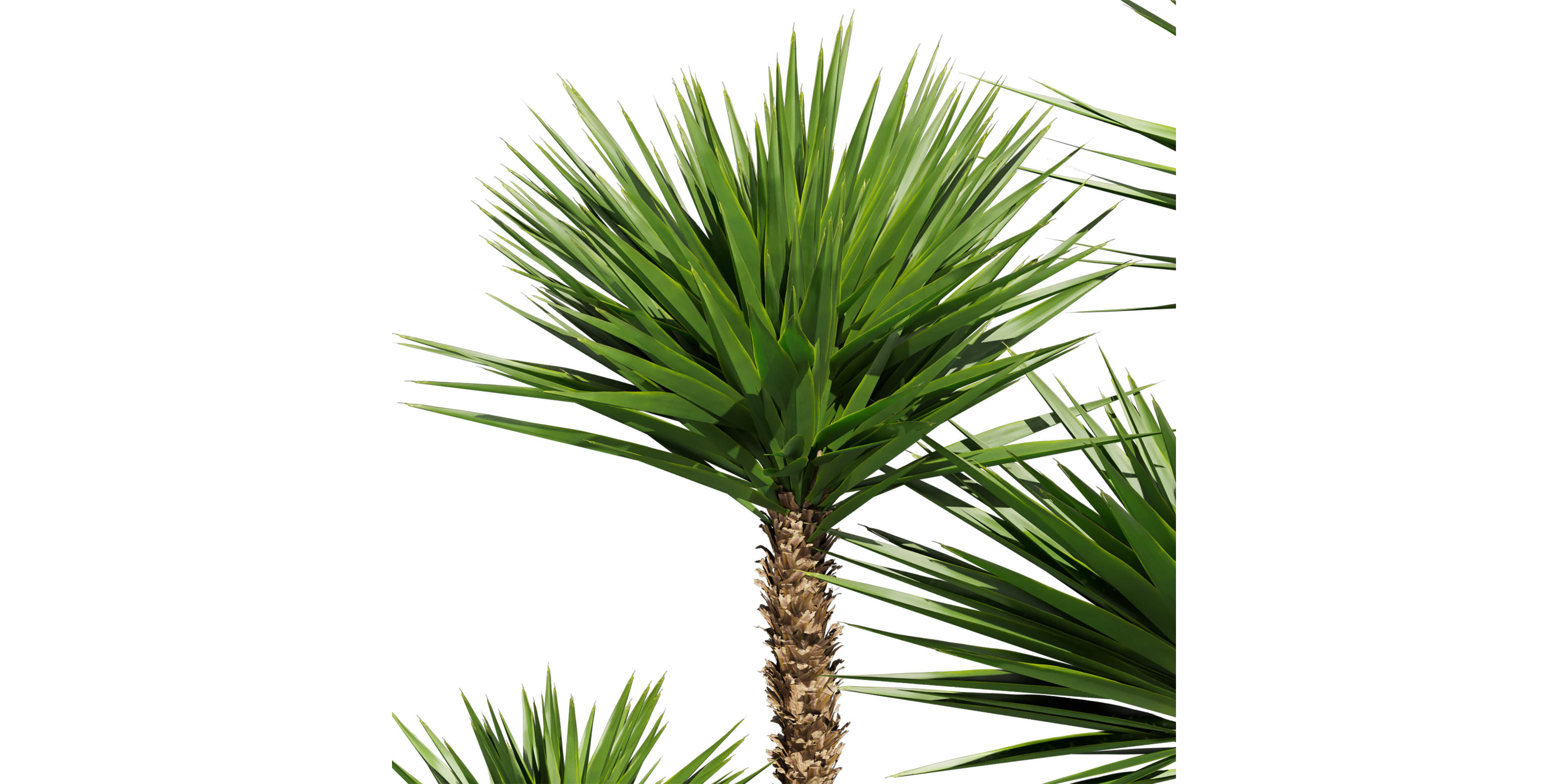 Collection plant vol 556 -  Spineless - Yucca - palm  3D model_6