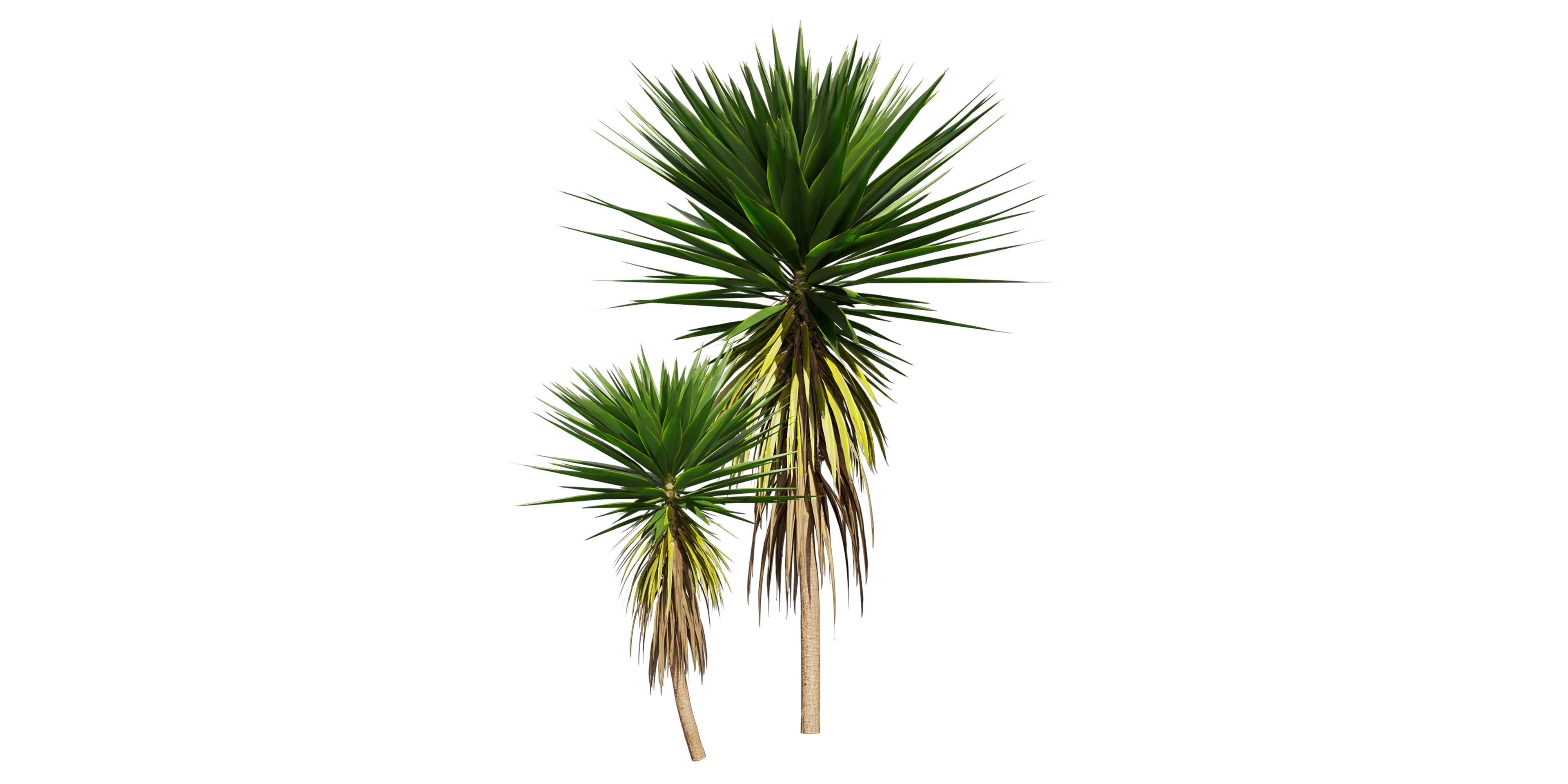 Collection plant vol 556 -  Spineless - Yucca - palm  3D model_4