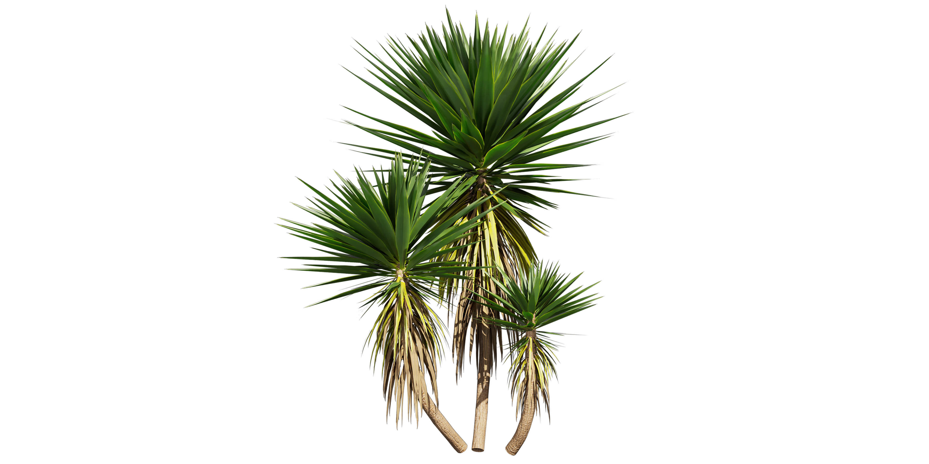 Collection plant vol 556 -  Spineless - Yucca - palm  3D model_2