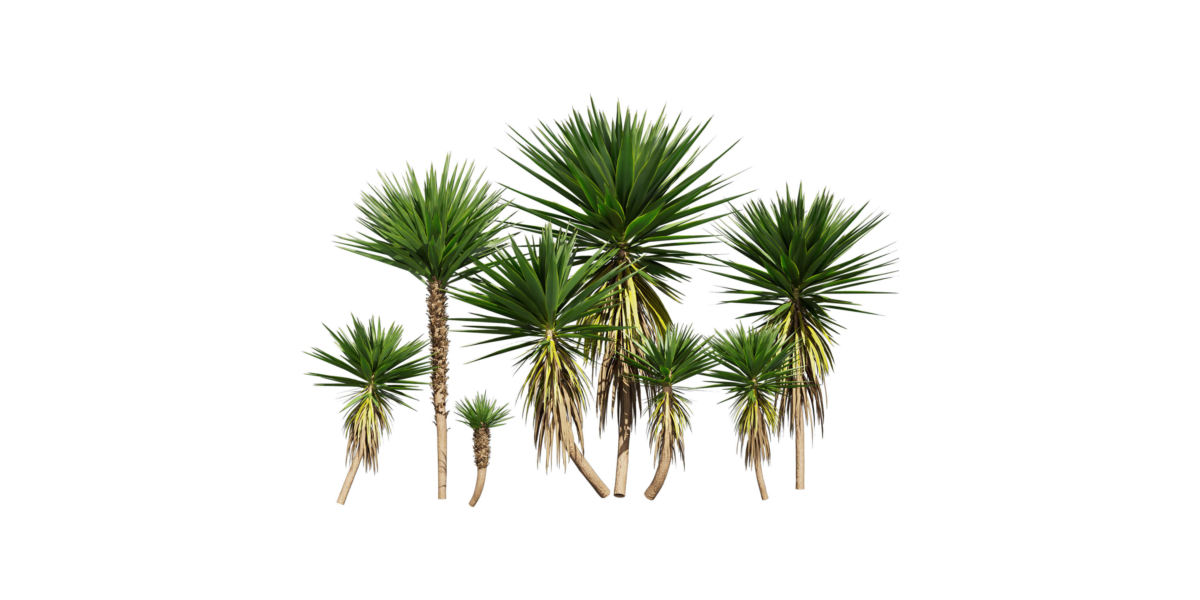 Collection plant vol 556 -  Spineless - Yucca - palm  3D model_1
