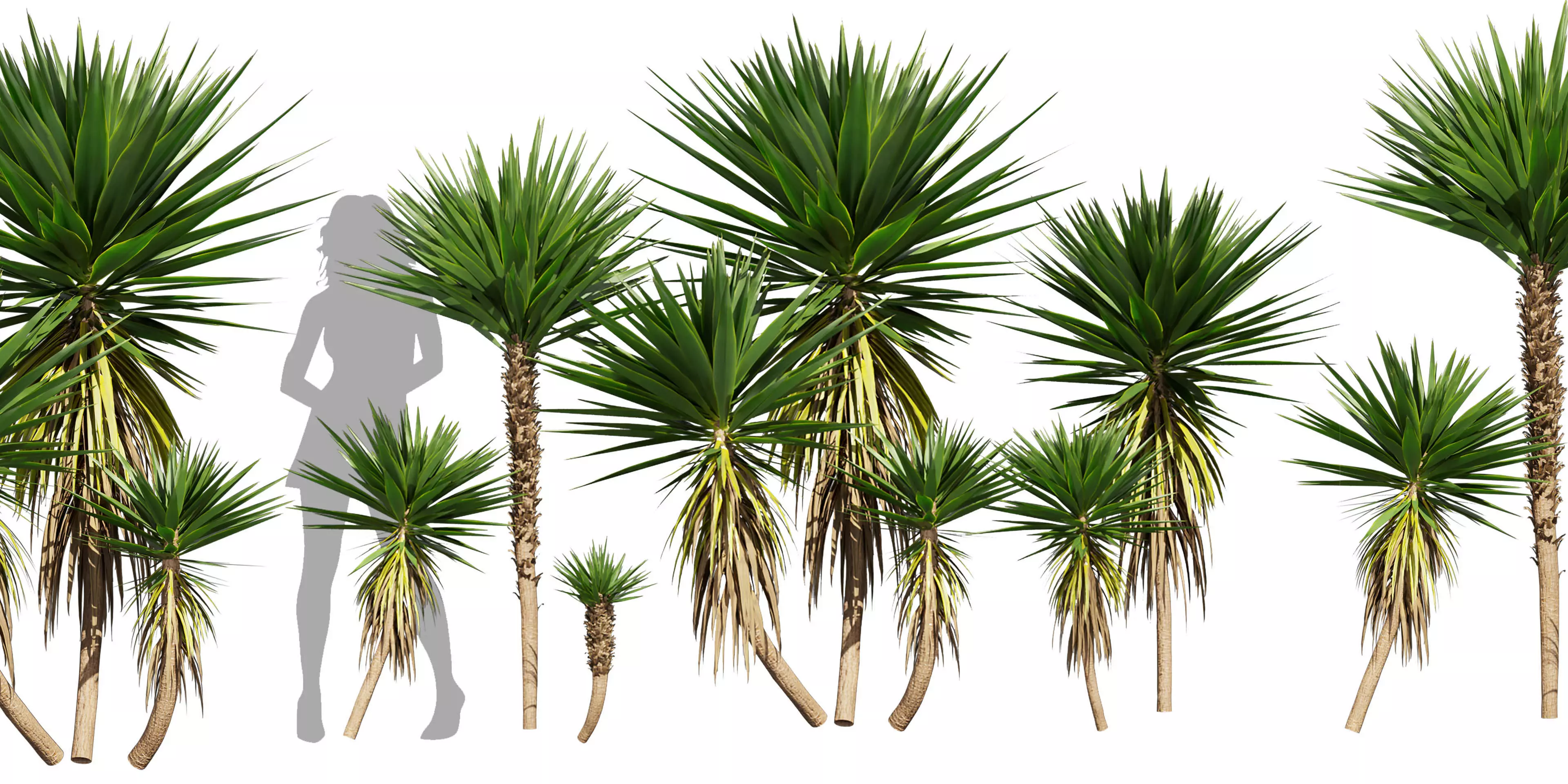 Collection plant vol 556 -  Spineless - Yucca - palm  3D model_0