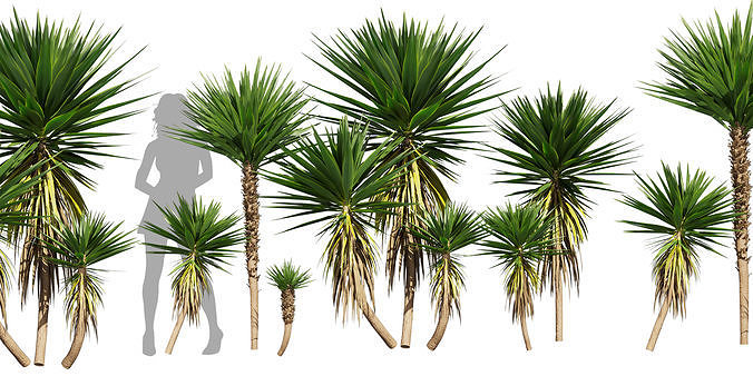Collection plant vol 556 -  Spineless - Yucca - palm  3D model