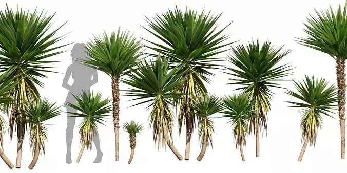 Collection plant vol 556 -  Spineless - Yucca - palm 