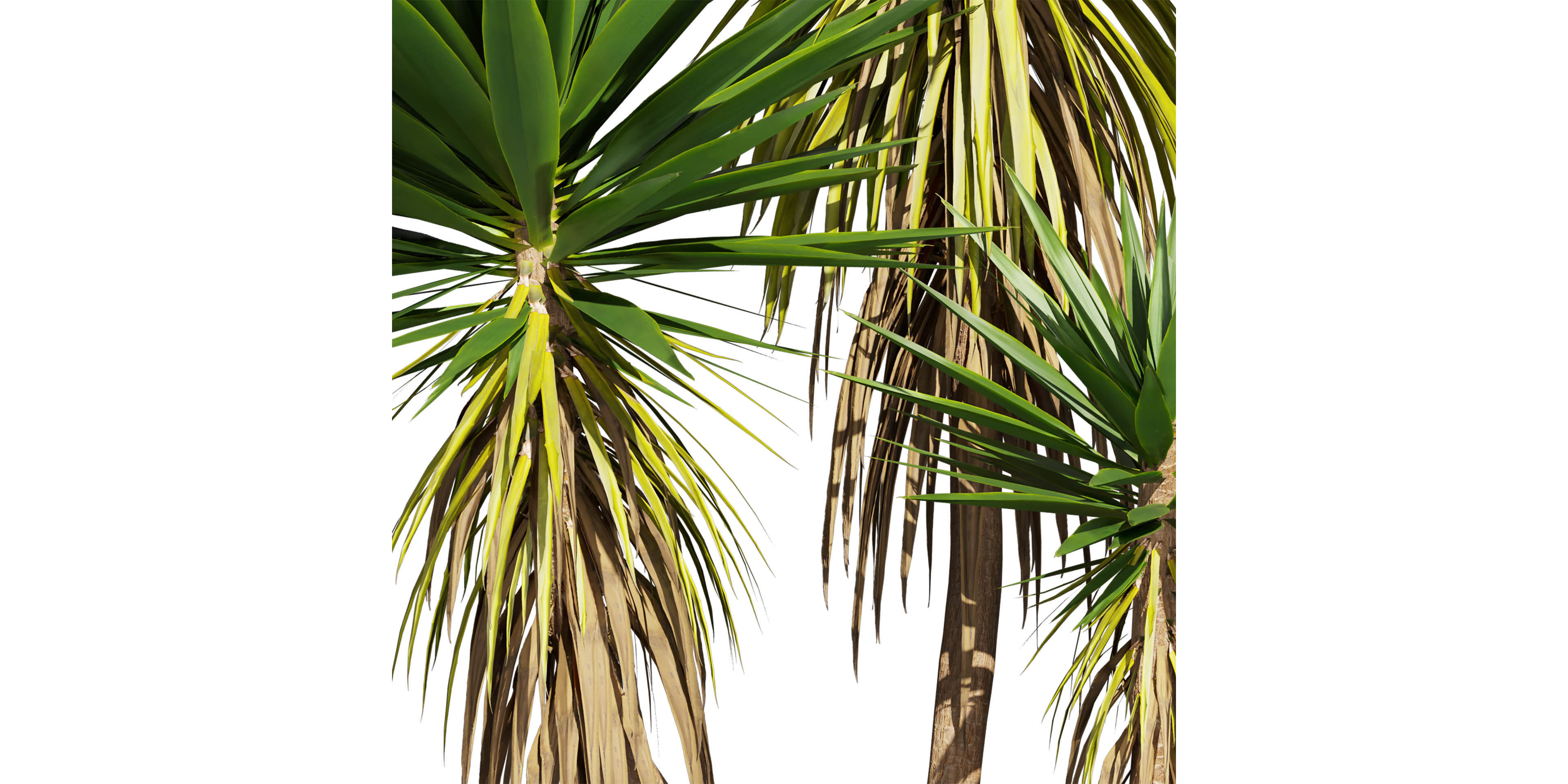 Collection plant vol 556 -  Spineless - Yucca - palm  3D model_5