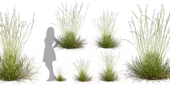 Collection plant vol 557 - Hyparrhenia - Filipendula - grass