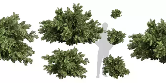 Collection plant vol 558 - Abies - Balsamea - bush  3D model