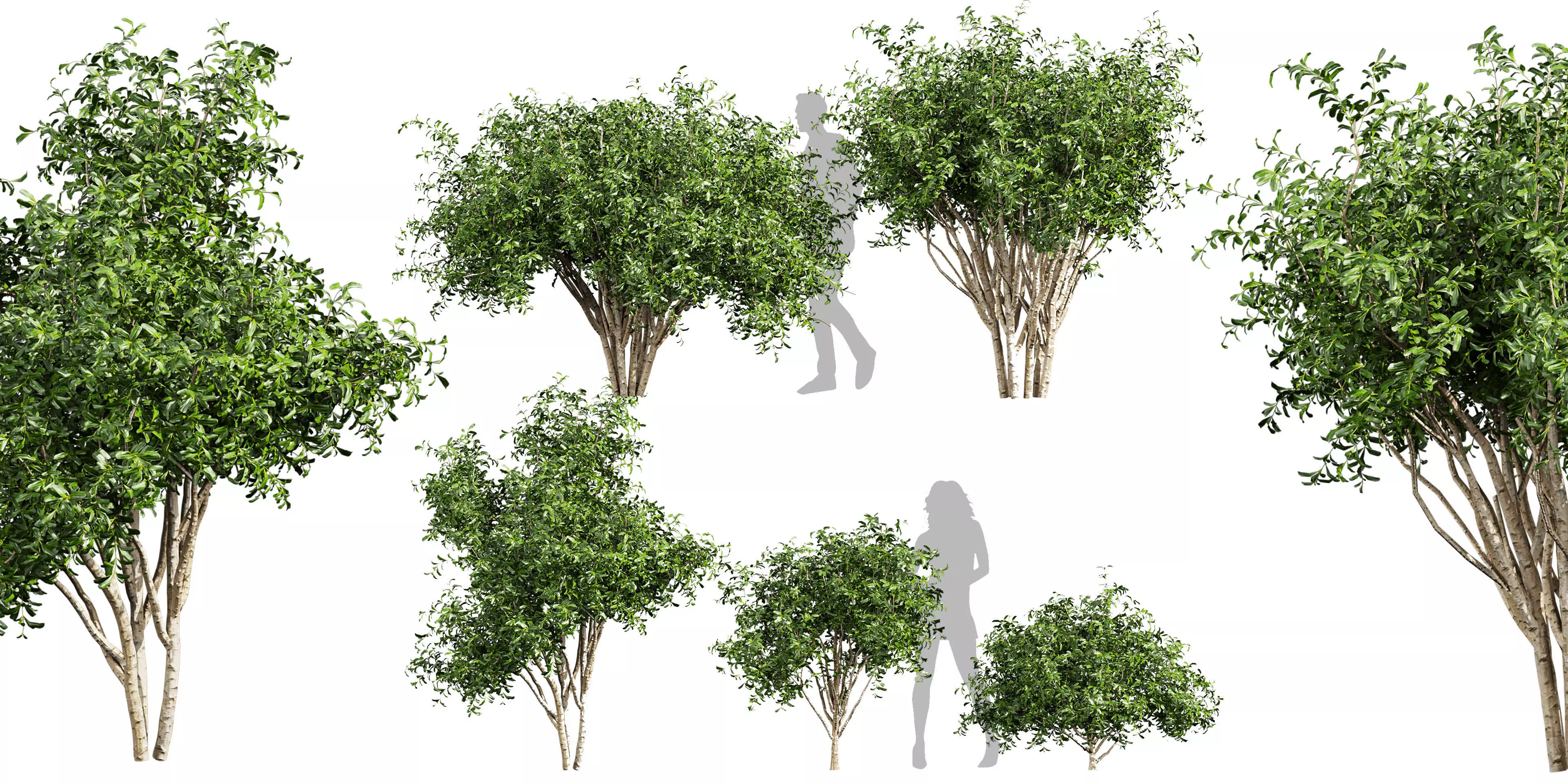 Collection plant vol 560 - Pittosporum - Hosmerit - shurb 3D model