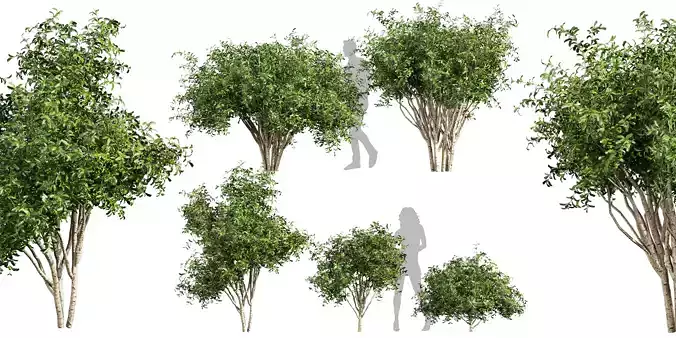 Collection plant vol 560 -  Pittosporum - Hosmerit - shurb 3D model