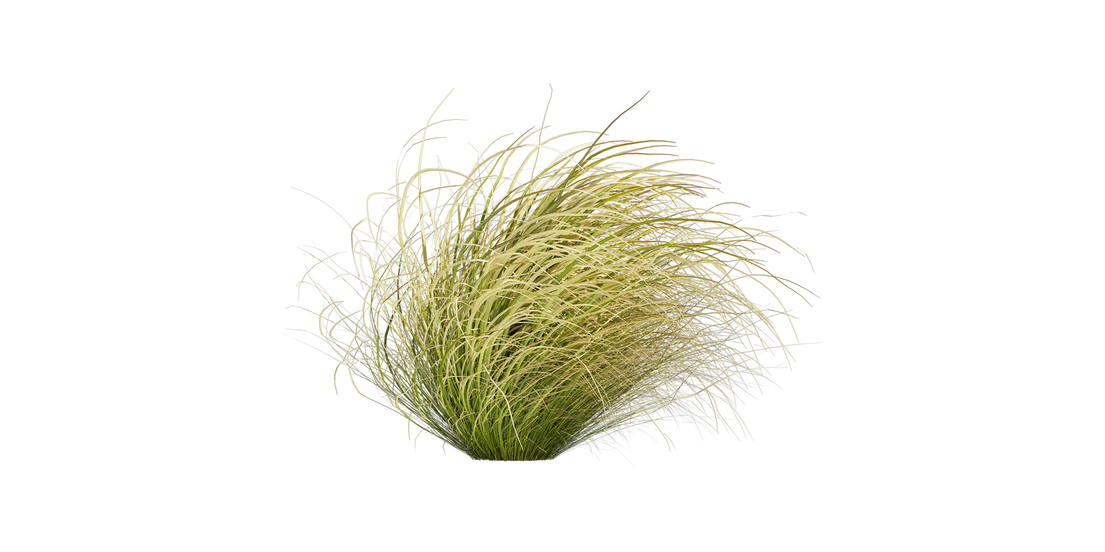 Collection plant vol 561 - Carex - Comans - grass  3D model_3
