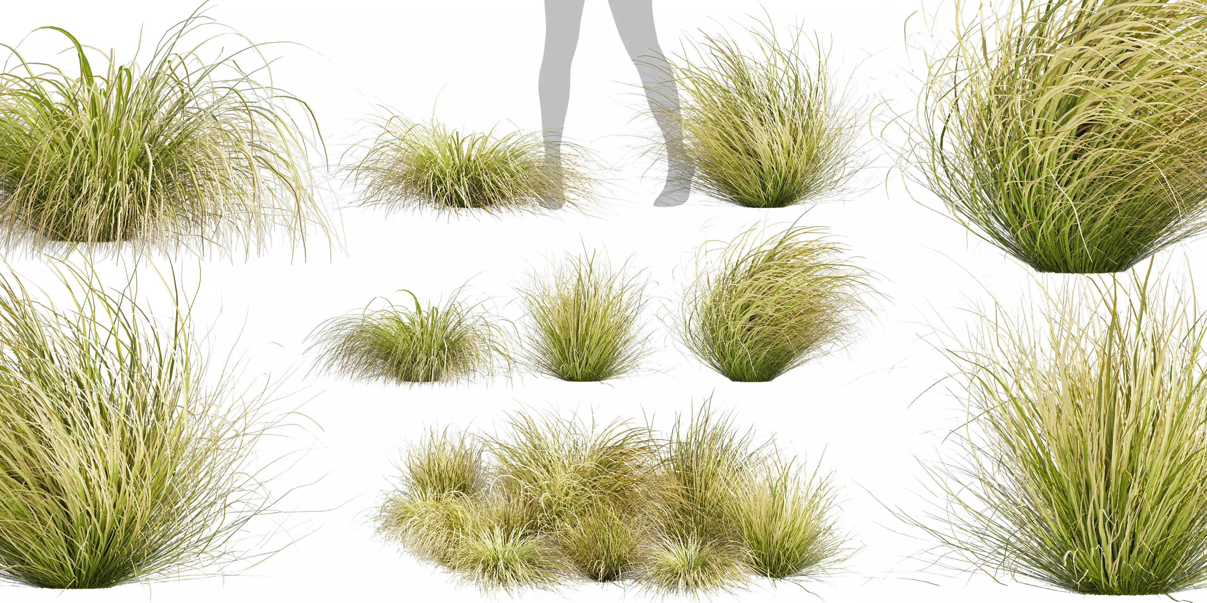 Collection plant vol 561 - Carex - Comans - grass  3D model_0