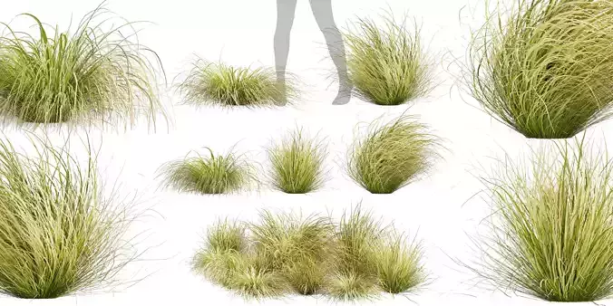 Collection plant vol 561 - Carex - Comans - grass 