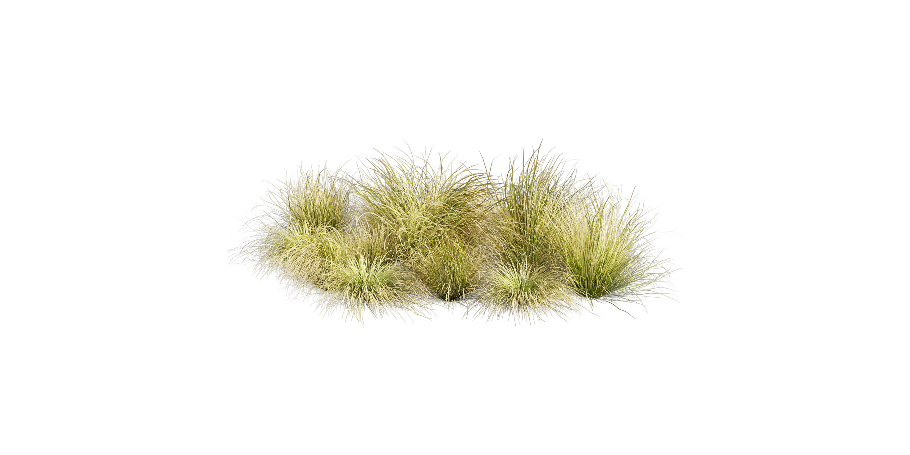 Collection plant vol 561 - Carex - Comans - grass  3D model_6
