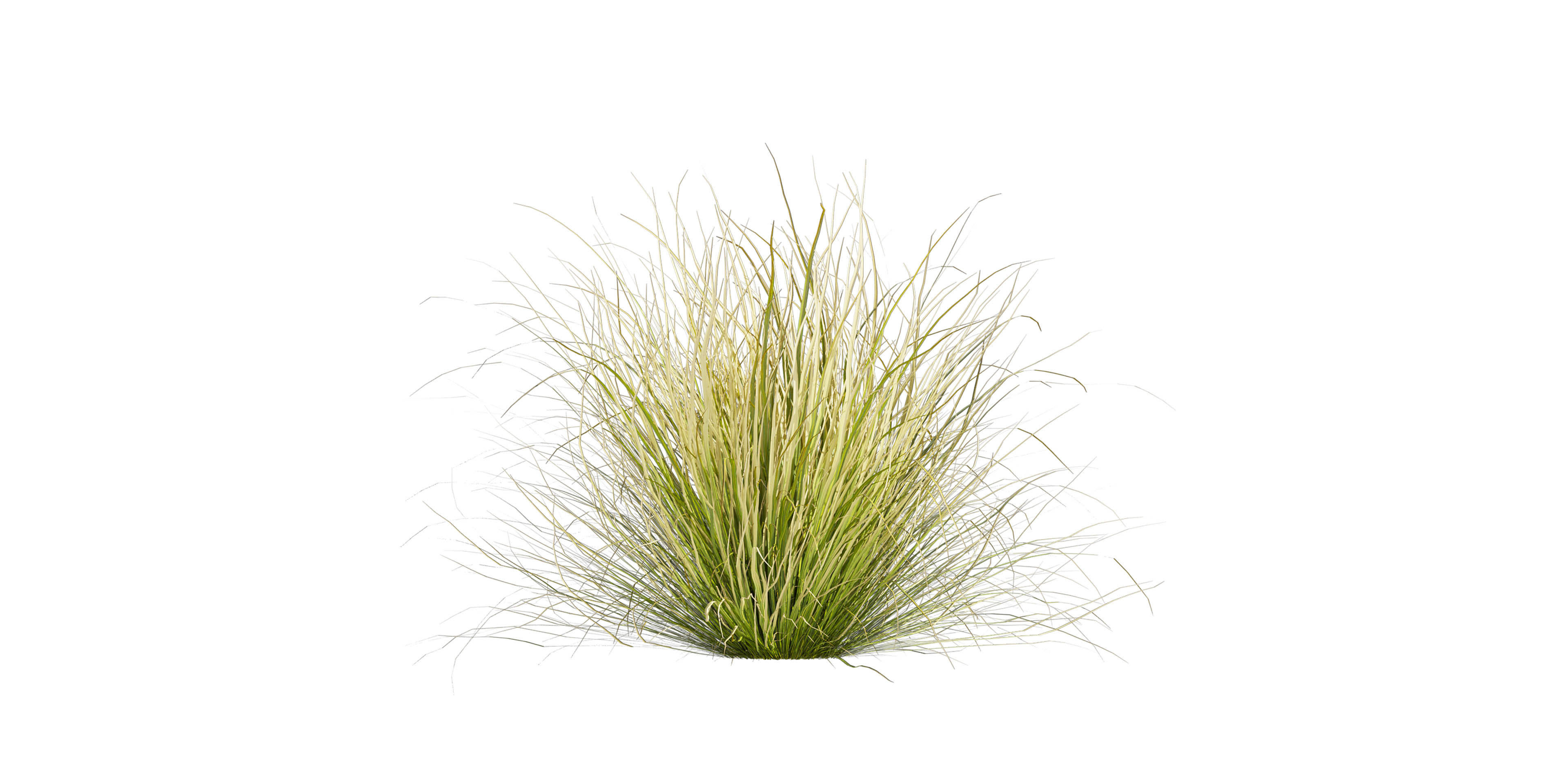 Collection plant vol 561 - Carex - Comans - grass  3D model_4