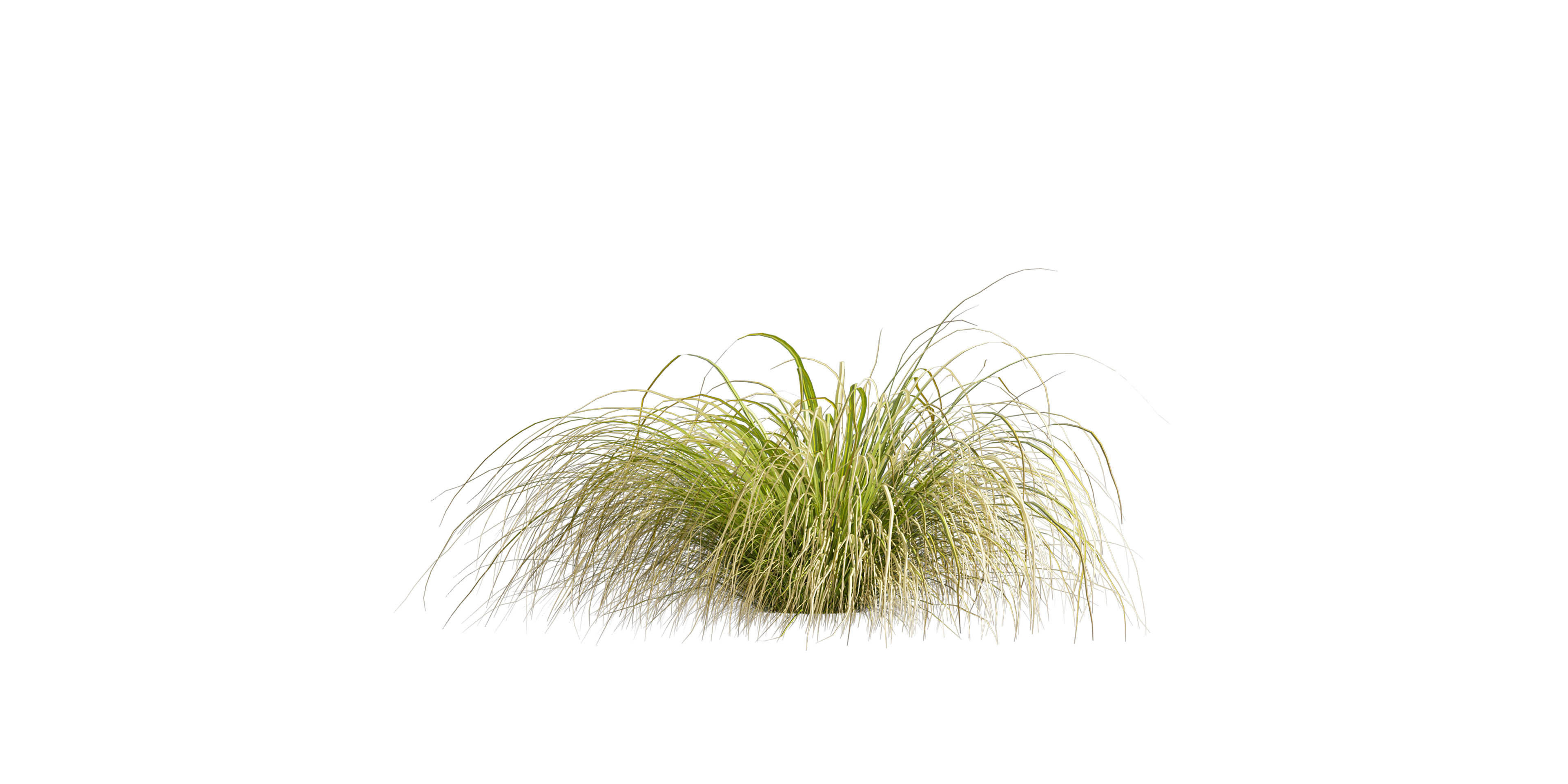 Collection plant vol 561 - Carex - Comans - grass  3D model_5