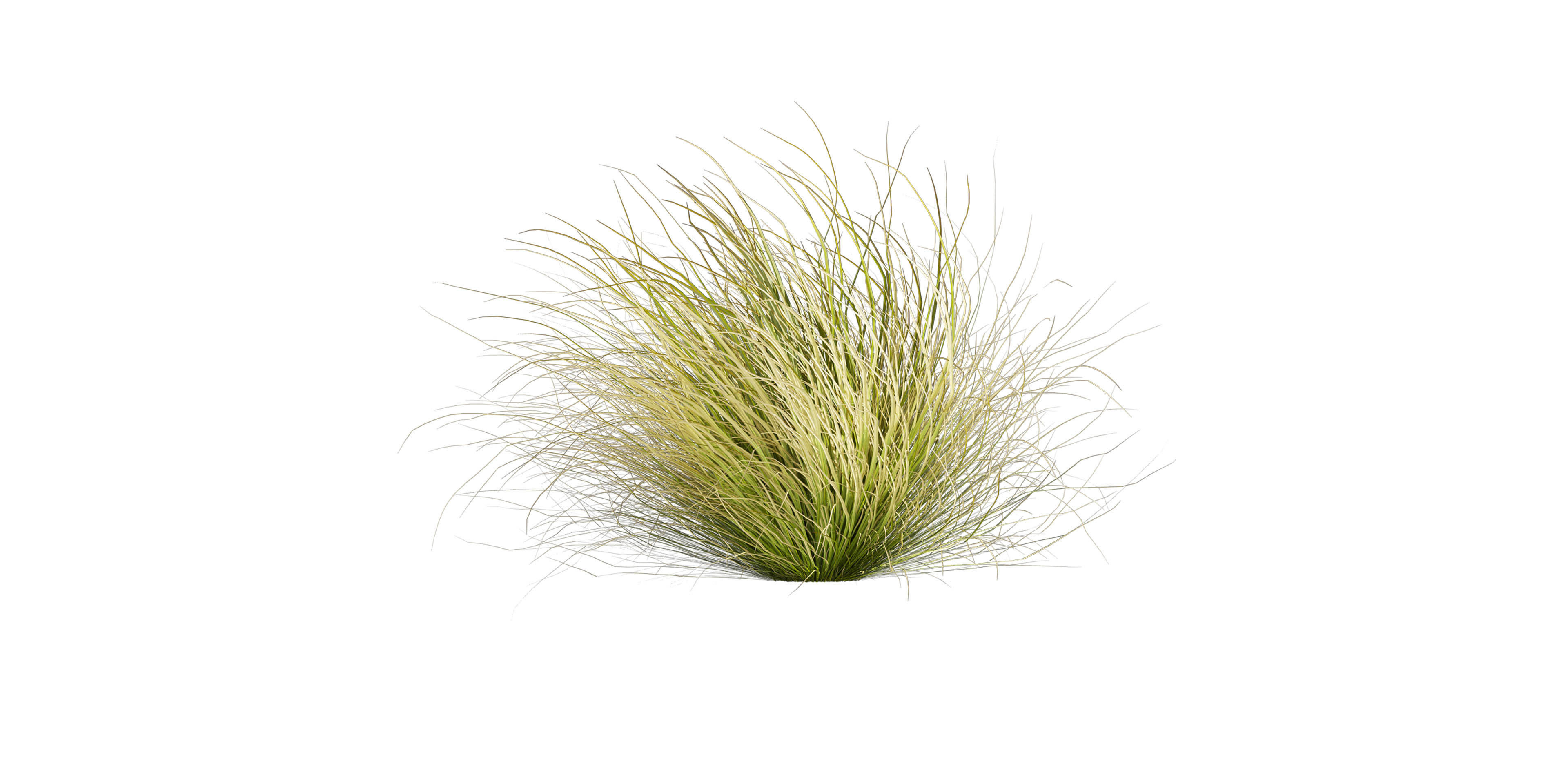 Collection plant vol 561 - Carex - Comans - grass  3D model_2