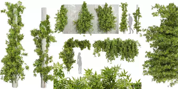 Collection plant vol 562 -  Ipomoea - Lobata - Ivy - Creeping