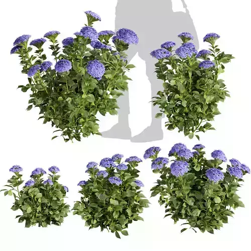 Collection plant vol 563 - shurb - Hydrangea - Macrophylla  3D model