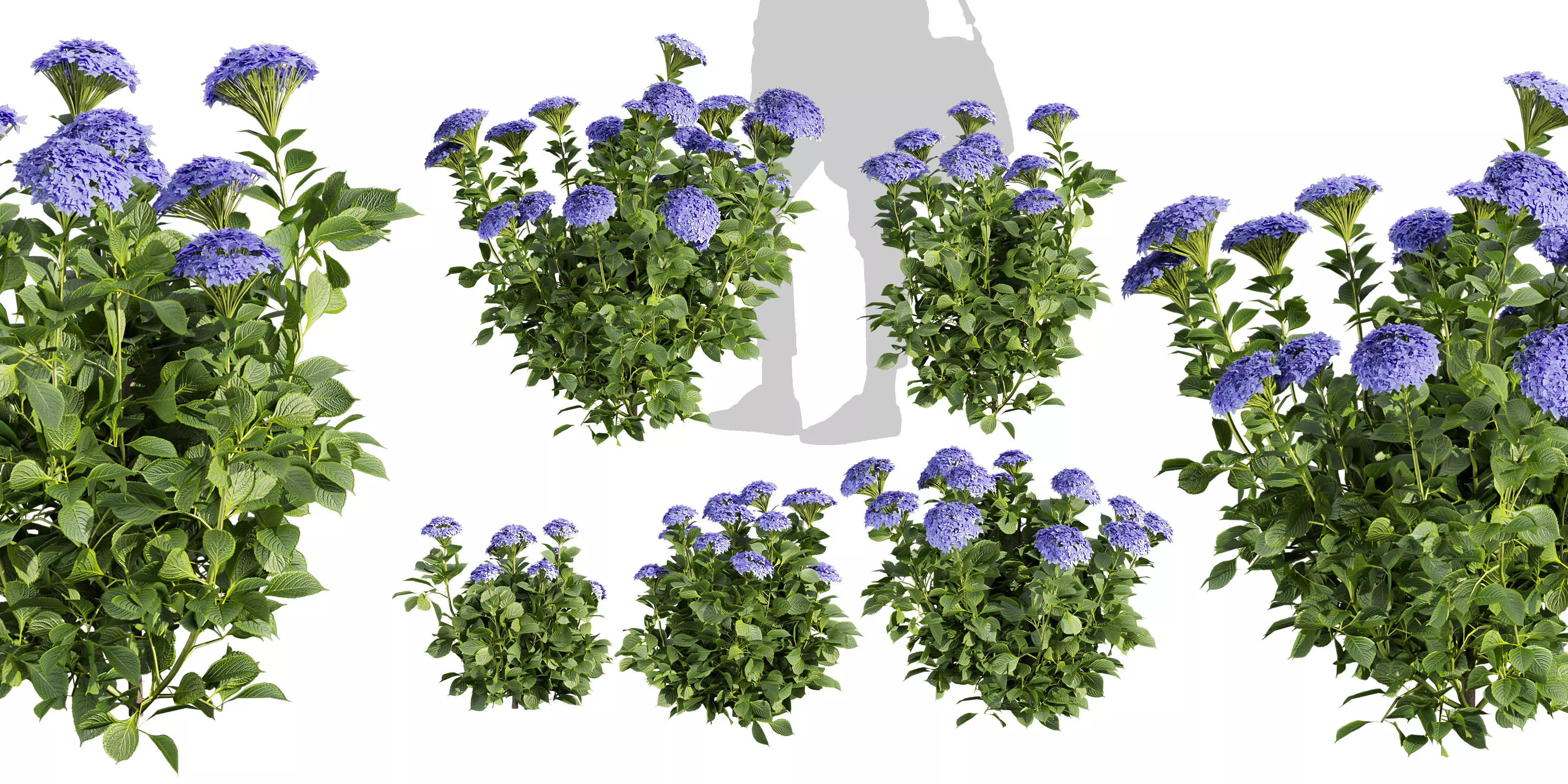 Collection plant vol 563 - shurb - Hydrangea - Macrophylla  3D model_0