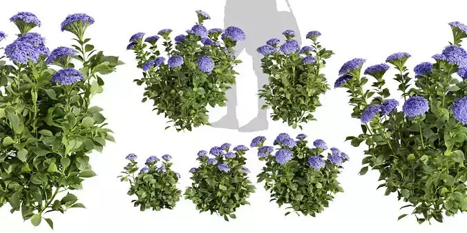 Collection plant vol 563 - shurb - Hydrangea - Macrophylla  3D model