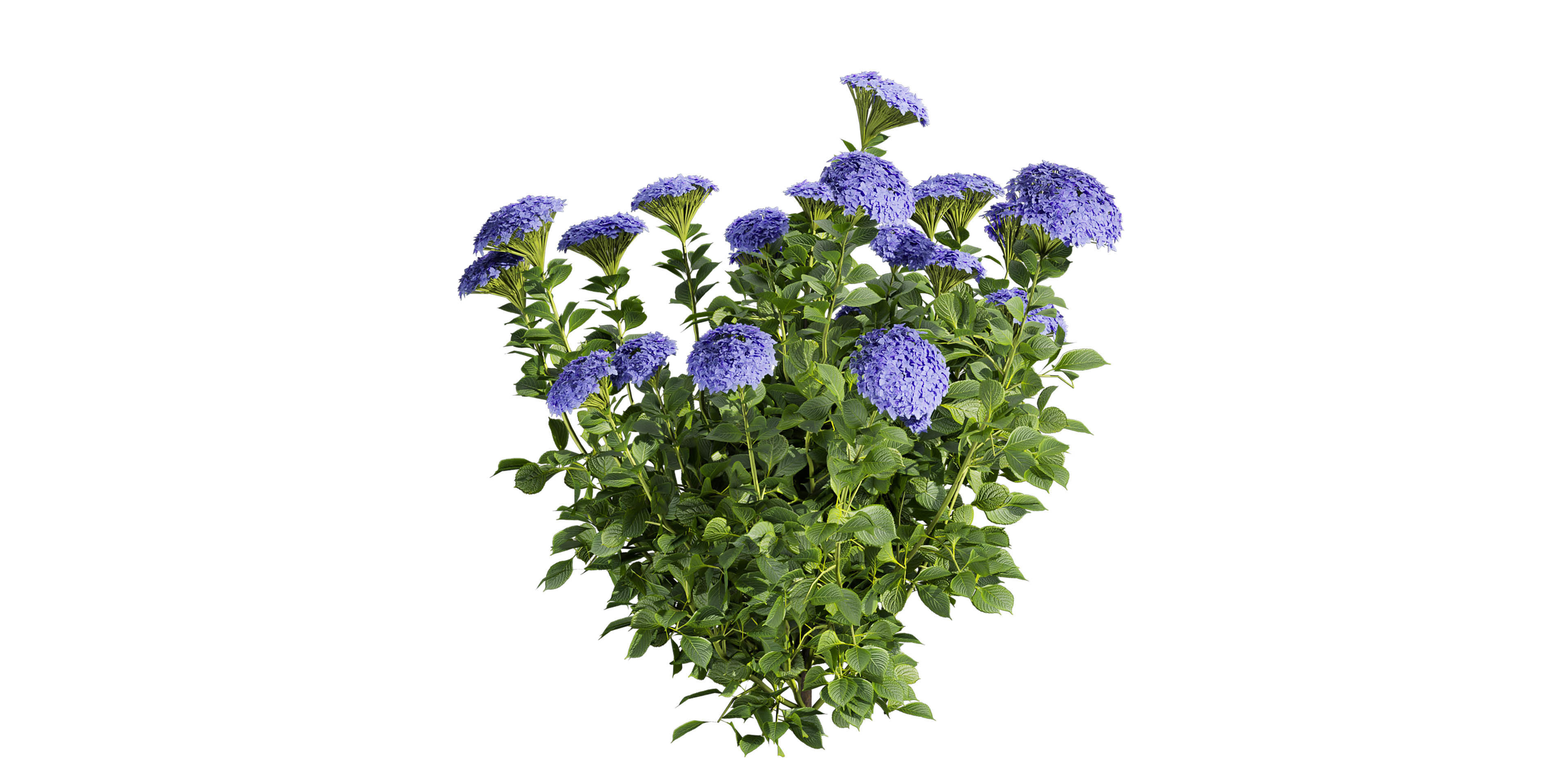 Collection plant vol 563 - shurb - Hydrangea - Macrophylla  3D model_1