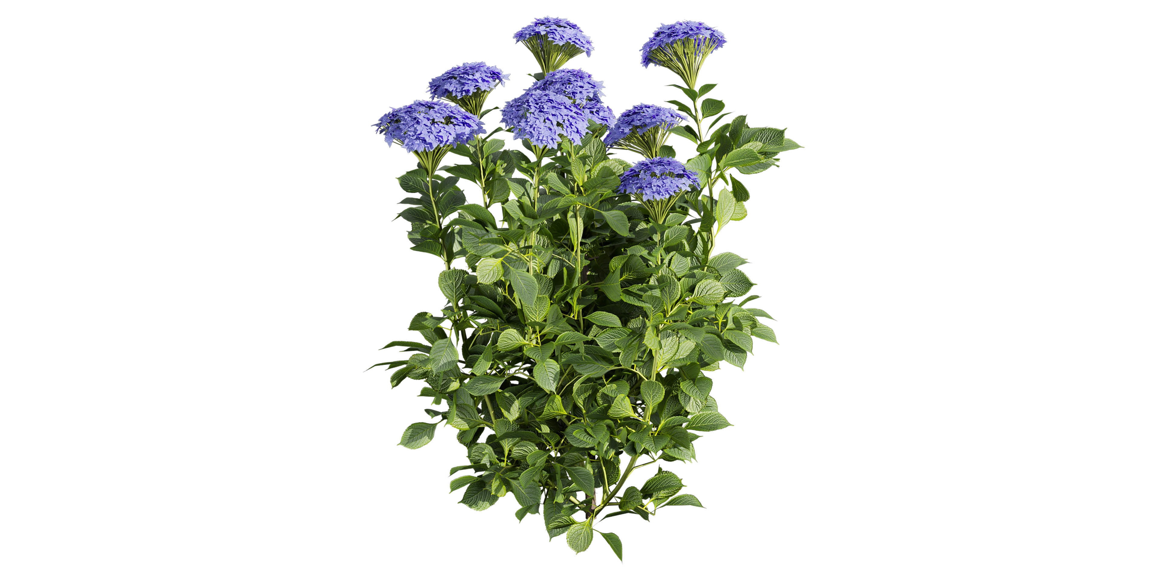Collection plant vol 563 - shurb - Hydrangea - Macrophylla  3D model_2