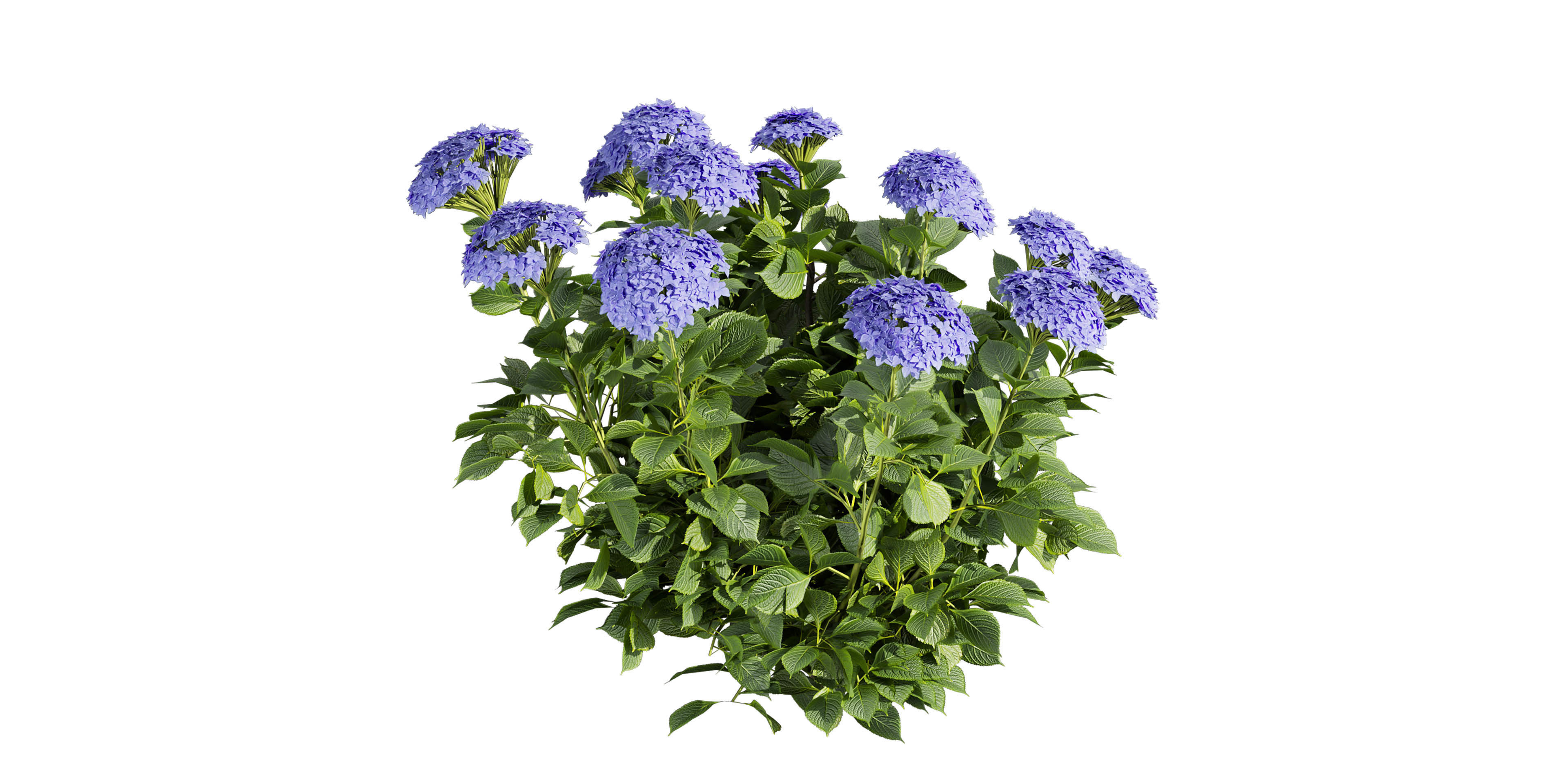 Collection plant vol 563 - shurb - Hydrangea - Macrophylla  3D model_3