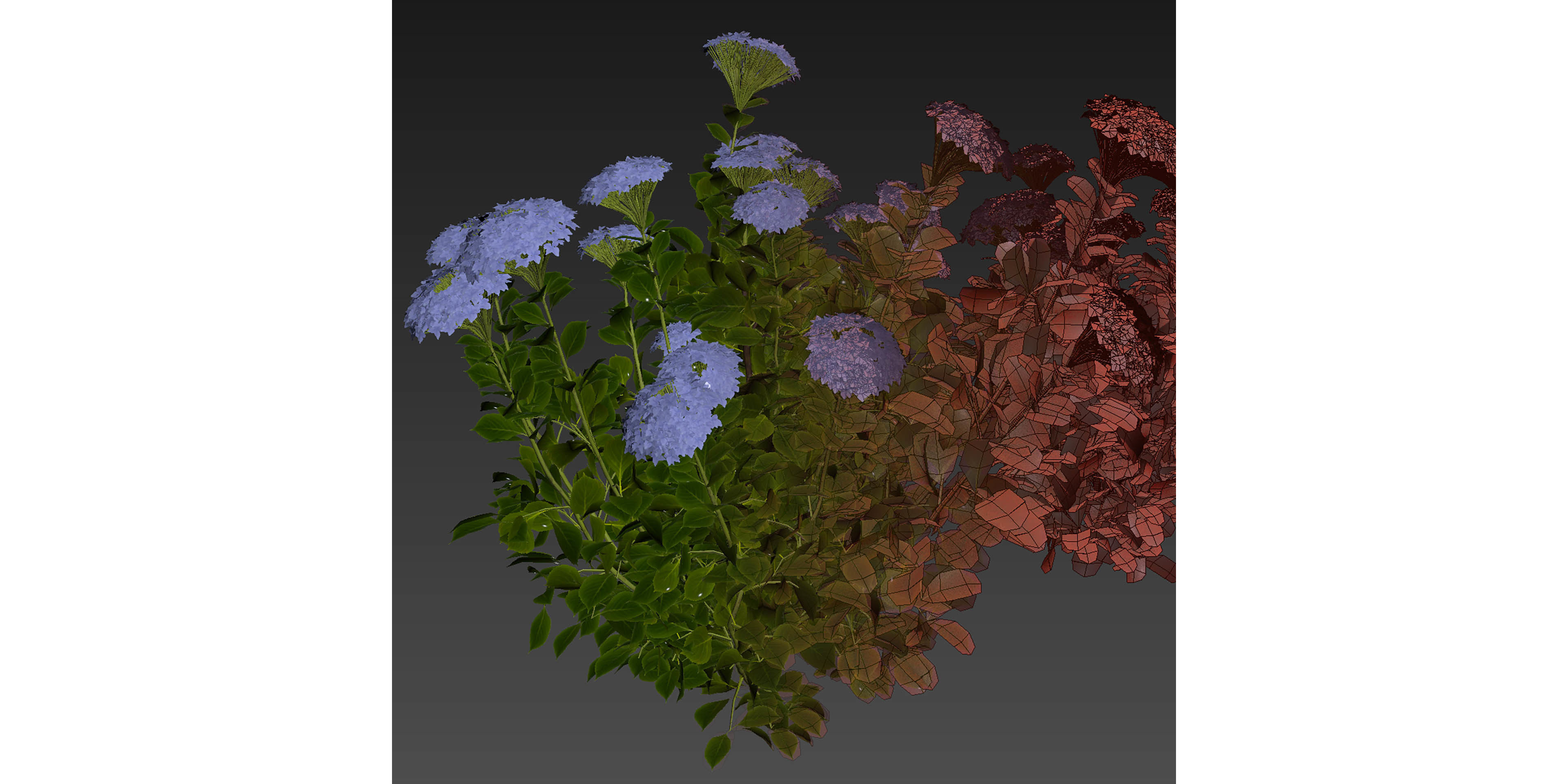 Collection plant vol 563 - shurb - Hydrangea - Macrophylla  3D model_6