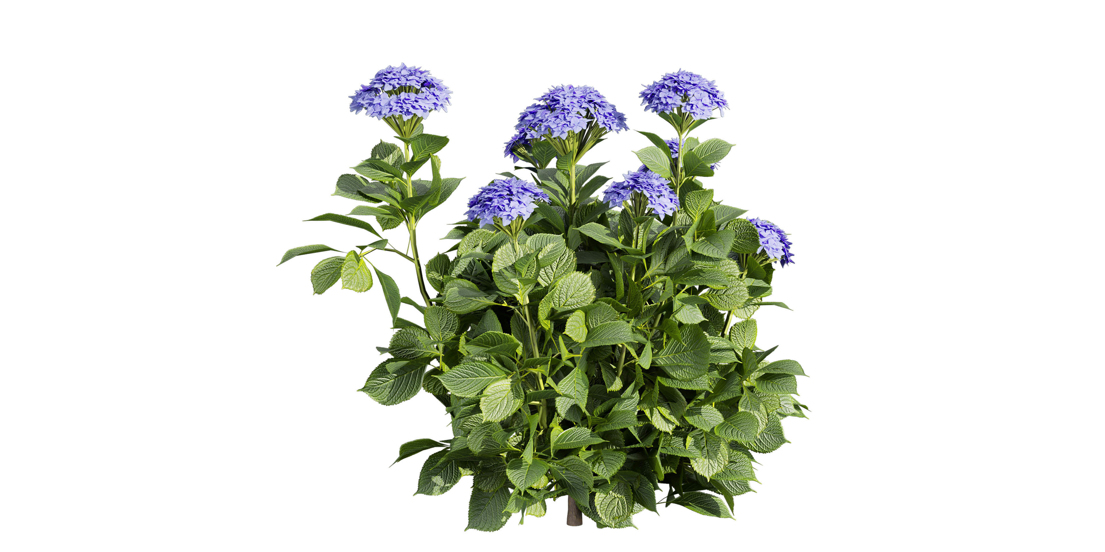 Collection plant vol 563 - shurb - Hydrangea - Macrophylla  3D model_5