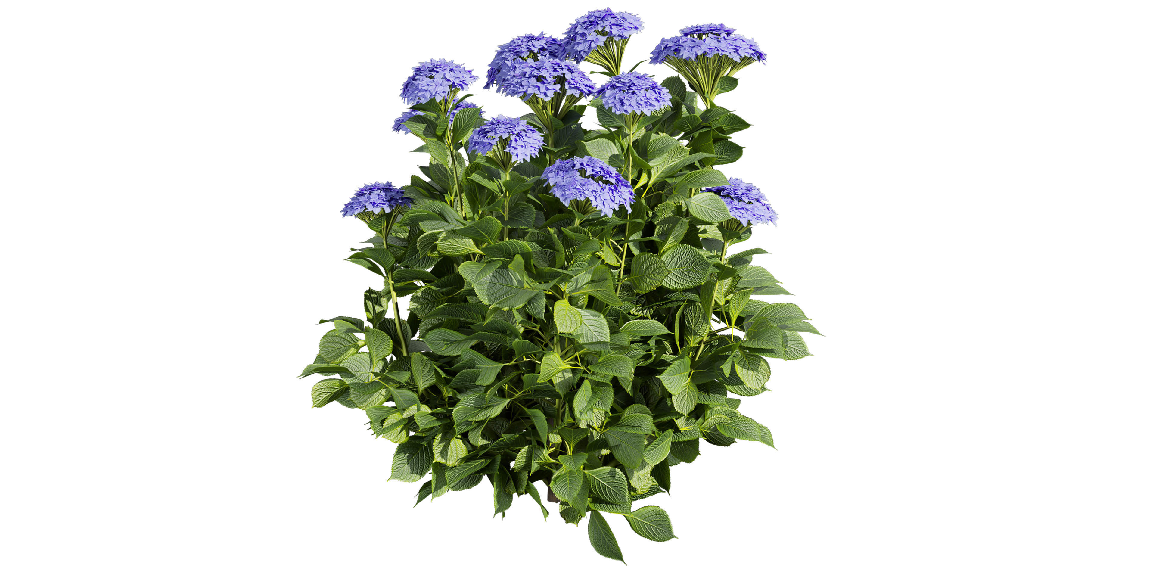 Collection plant vol 563 - shurb - Hydrangea - Macrophylla  3D model_4