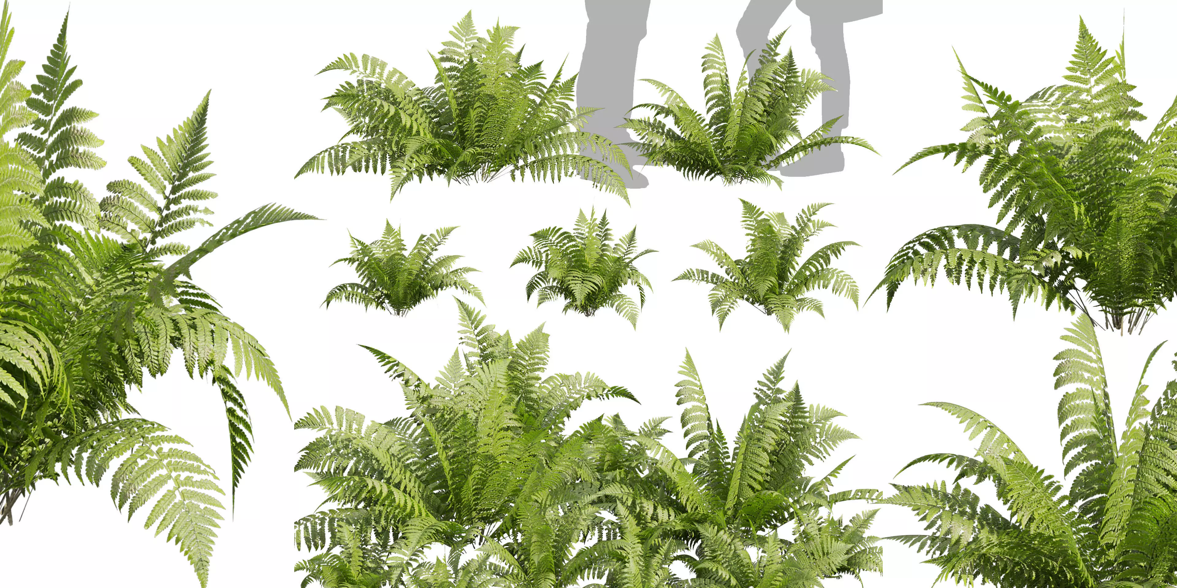 Collection plant vol 564 - shurb - Lady - ferns 3D model