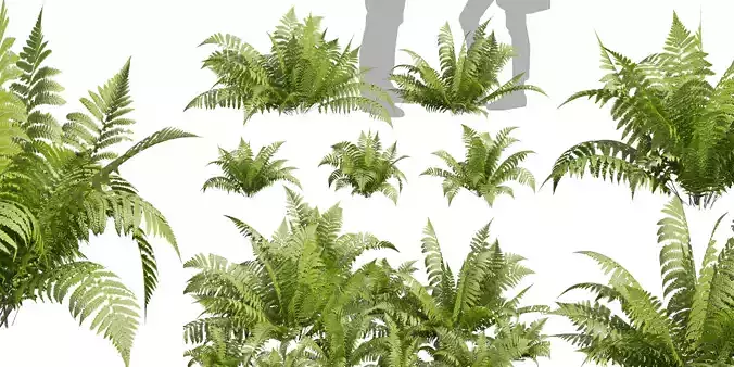 Collection plant vol 564 - shurb - Lady - ferns