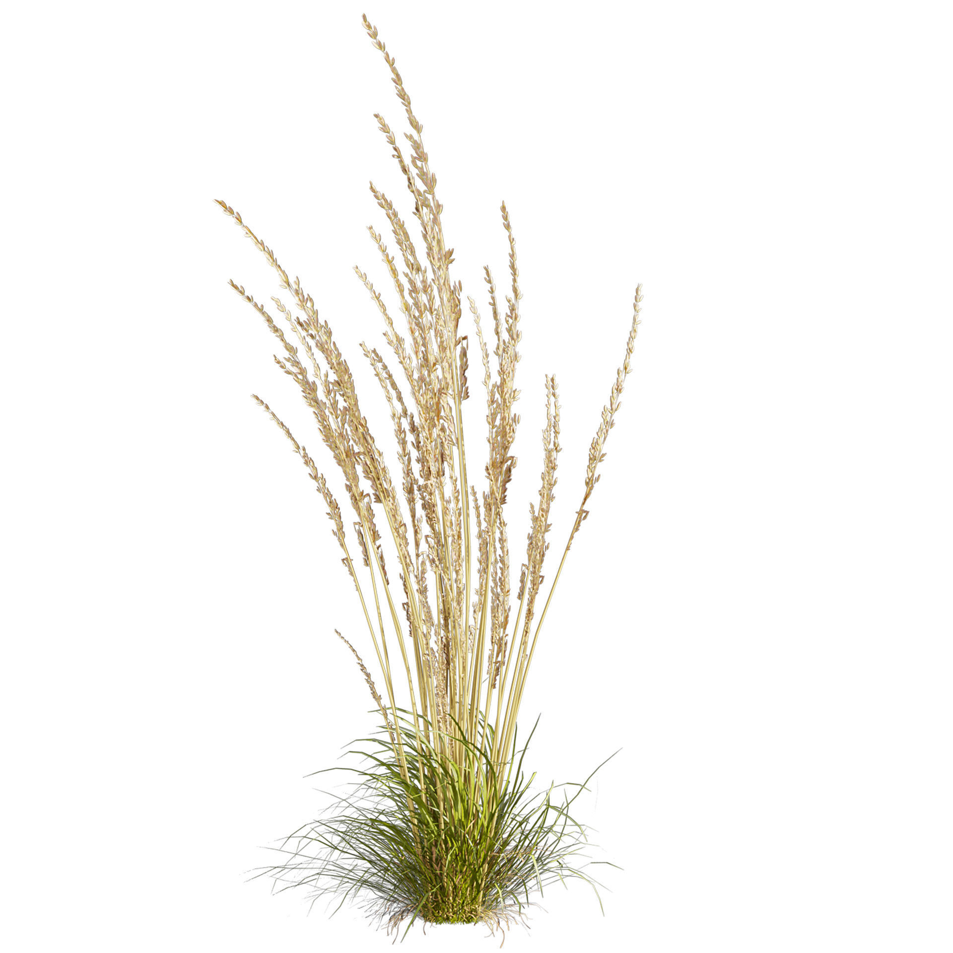 Collection plant vol 565 - Calamagrostis - Acutiflora  3D model_4