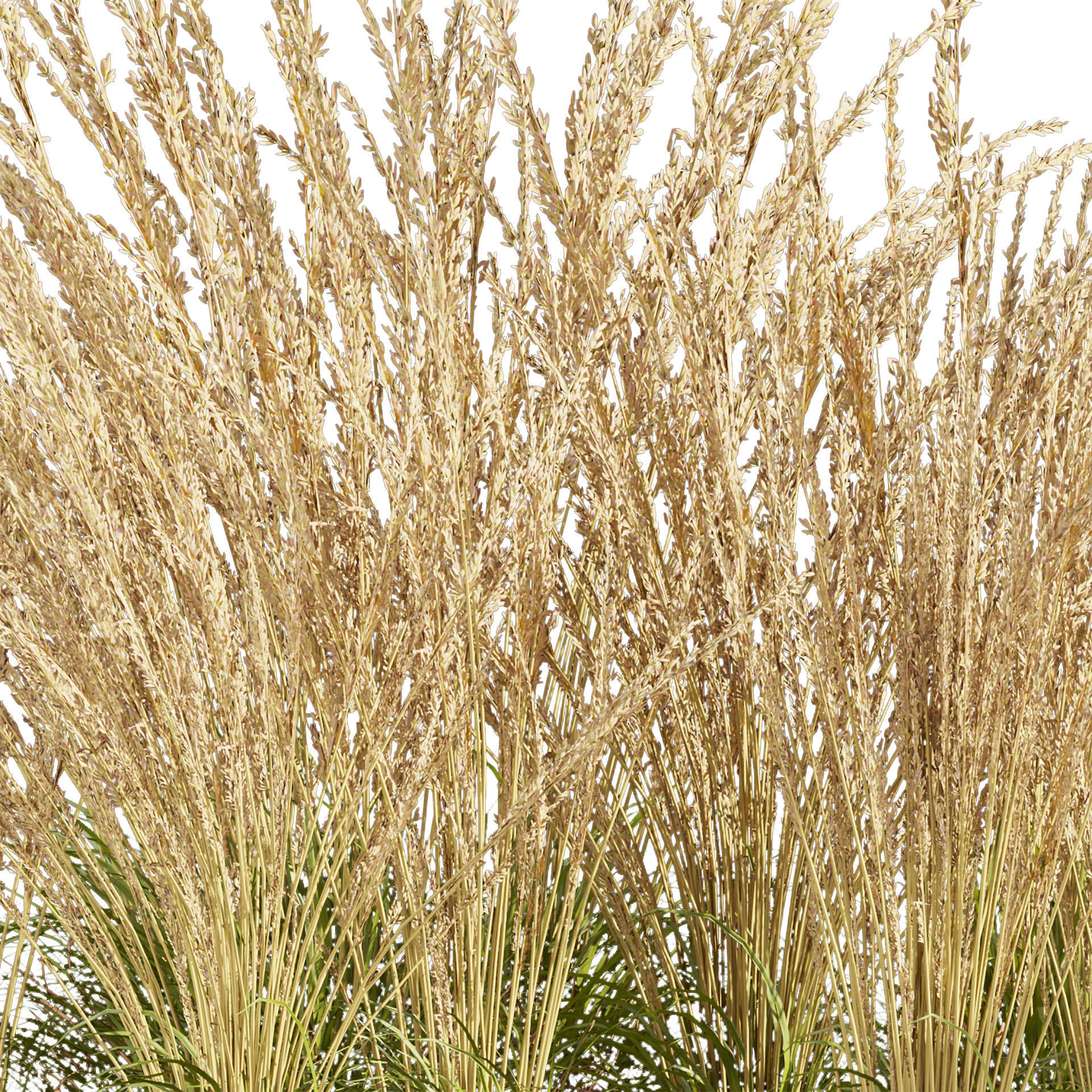 Collection plant vol 565 - Calamagrostis - Acutiflora  3D model_6