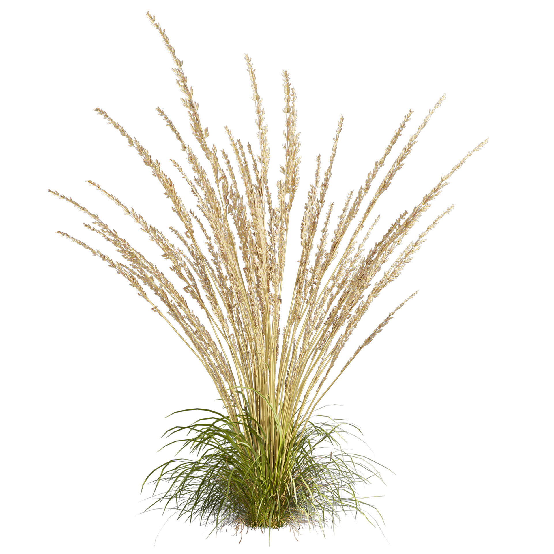 Collection plant vol 565 - Calamagrostis - Acutiflora  3D model_3