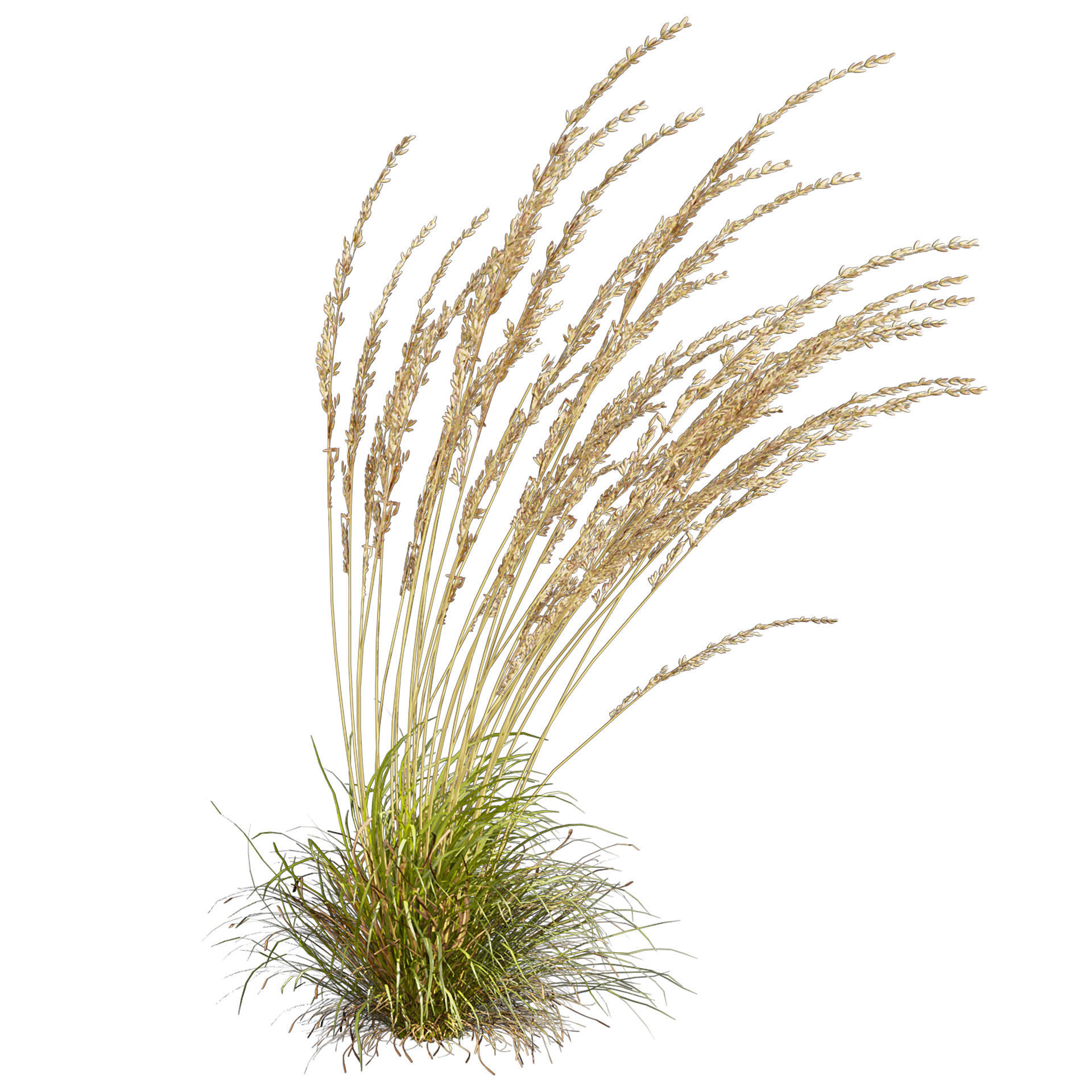 Collection plant vol 565 - Calamagrostis - Acutiflora  3D model_1