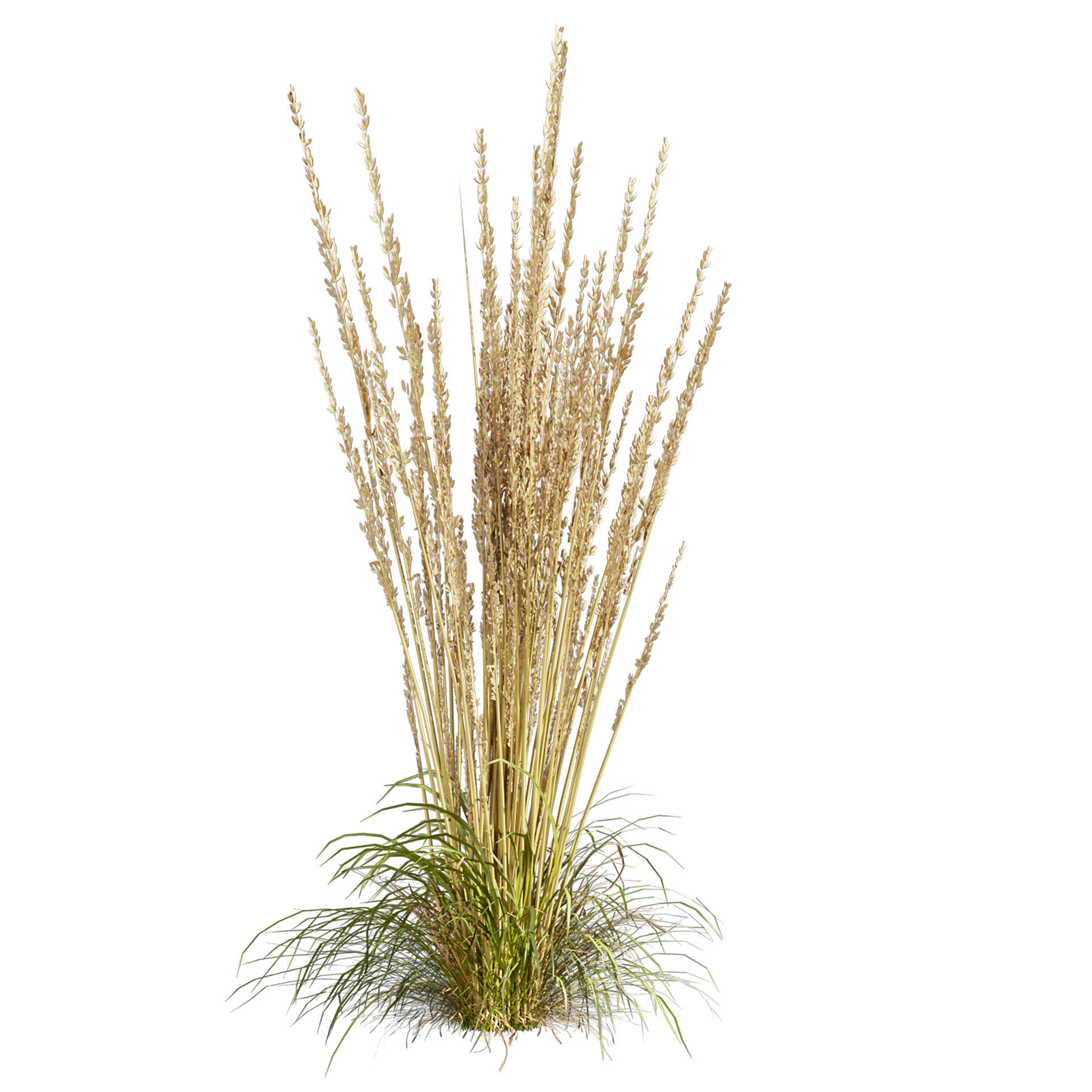 Collection plant vol 565 - Calamagrostis - Acutiflora  3D model_5