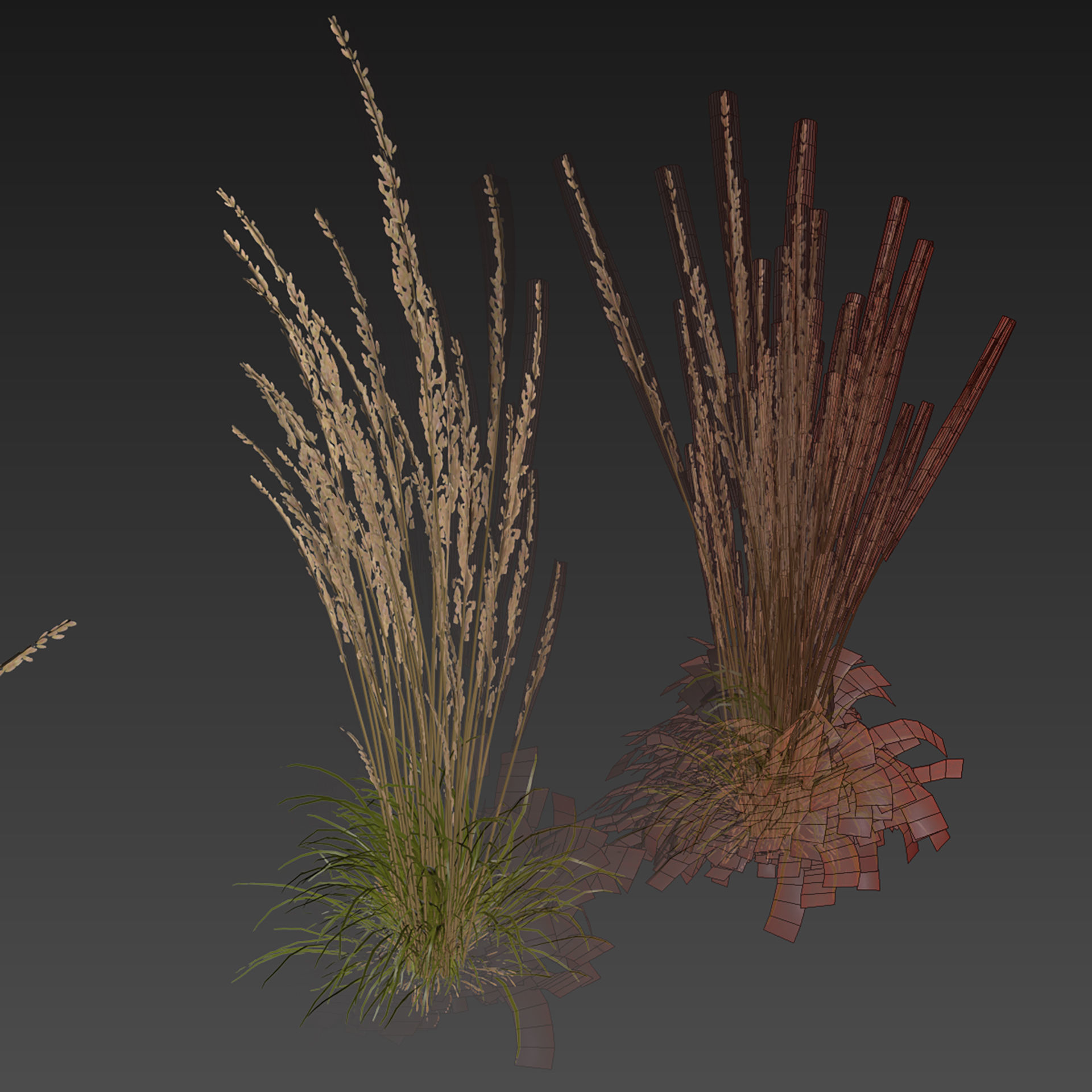 Collection plant vol 565 - Calamagrostis - Acutiflora  3D model_7