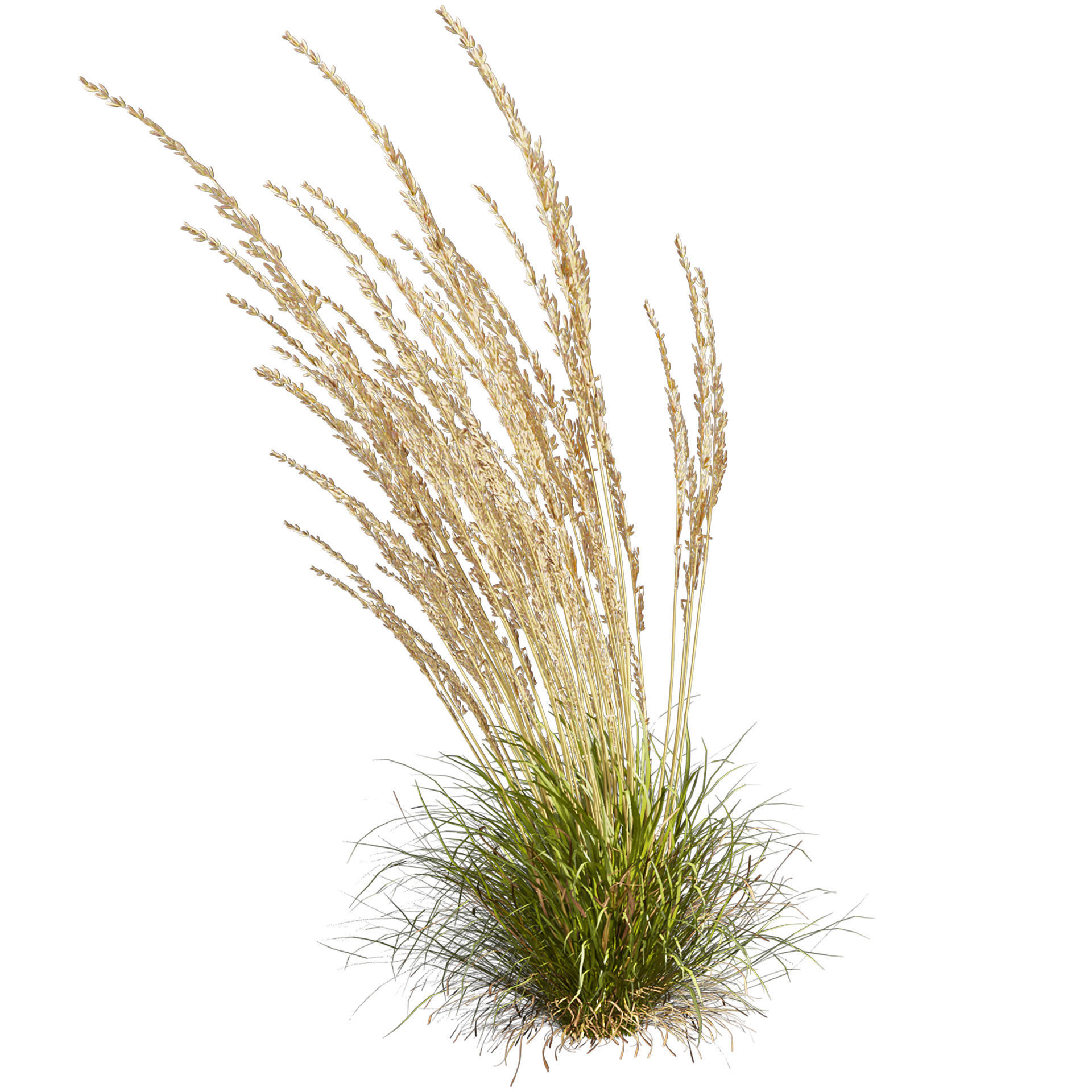 Collection plant vol 565 - Calamagrostis - Acutiflora  3D model_2