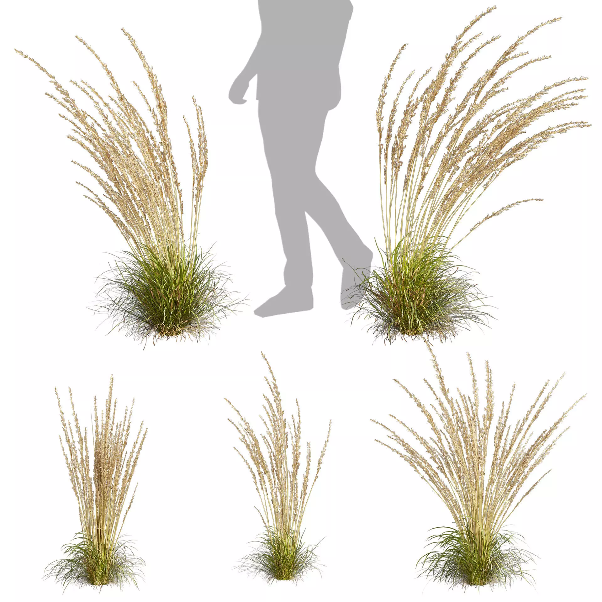 Collection plant vol 565 - Calamagrostis - Acutiflora  3D model_0