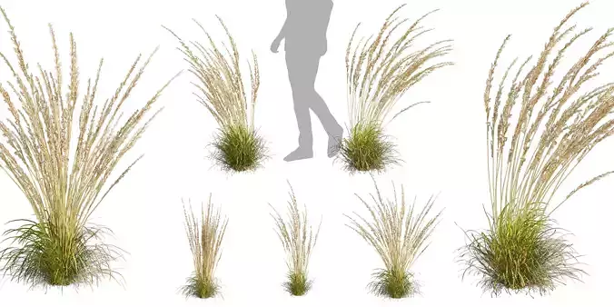 Collection plant vol 565 - Calamagrostis - Acutiflora  3D model