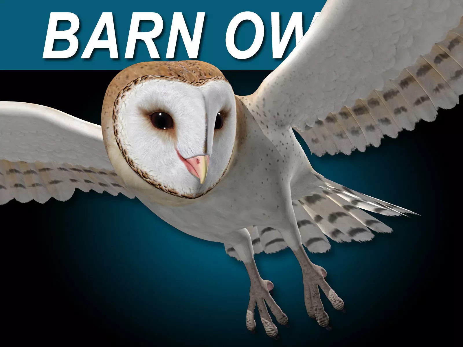 Barn Owl - Flight 3D model_0