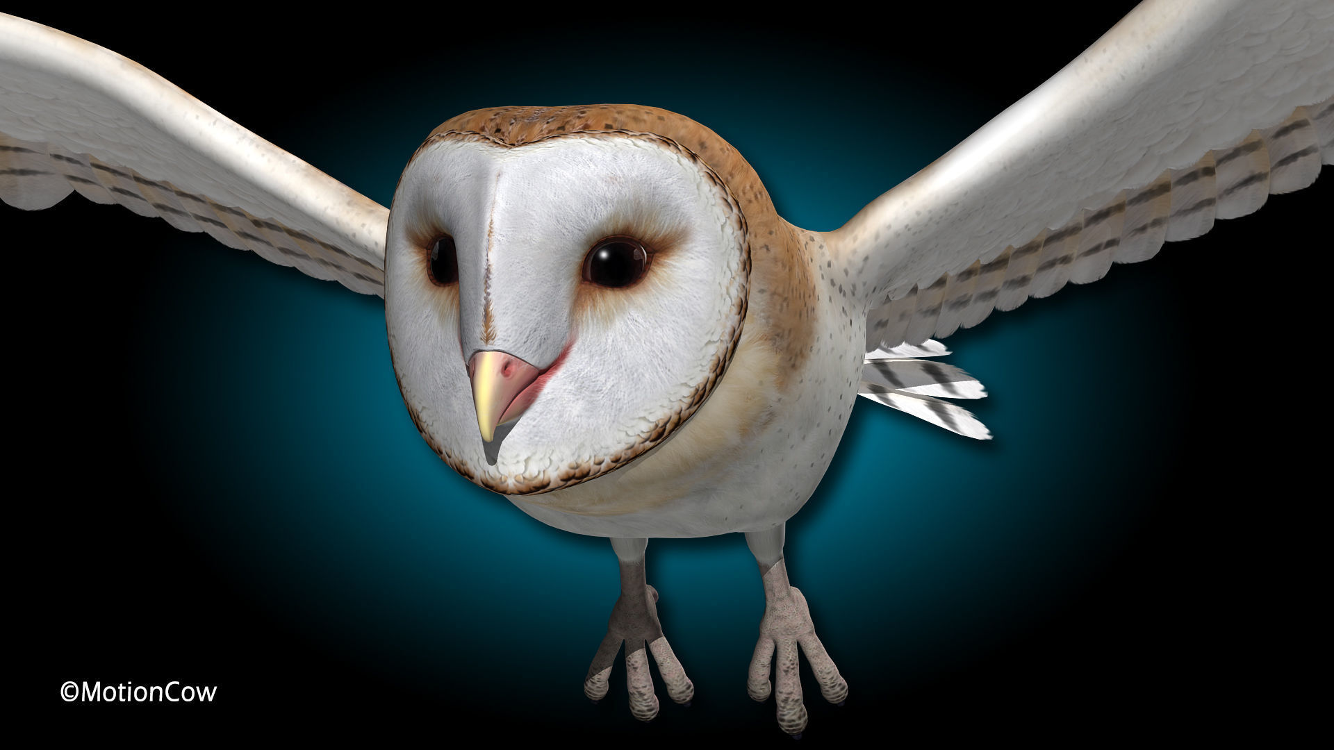 Barn Owl - Flight 3D model_10
