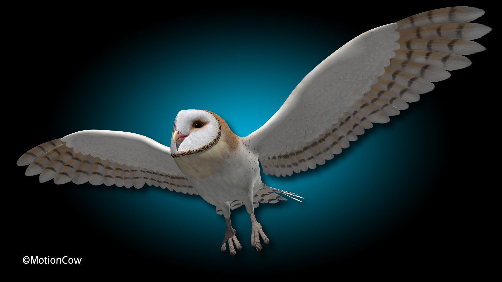 Barn Owl - Flight 3D model_8