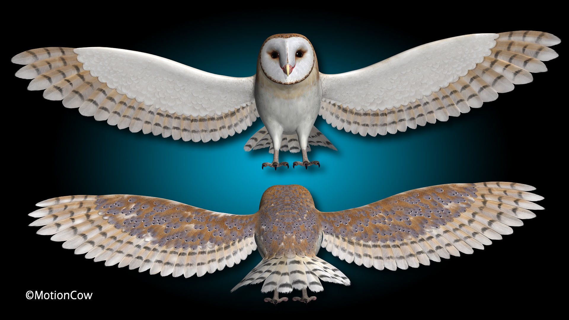 Barn Owl - Flight 3D model_13