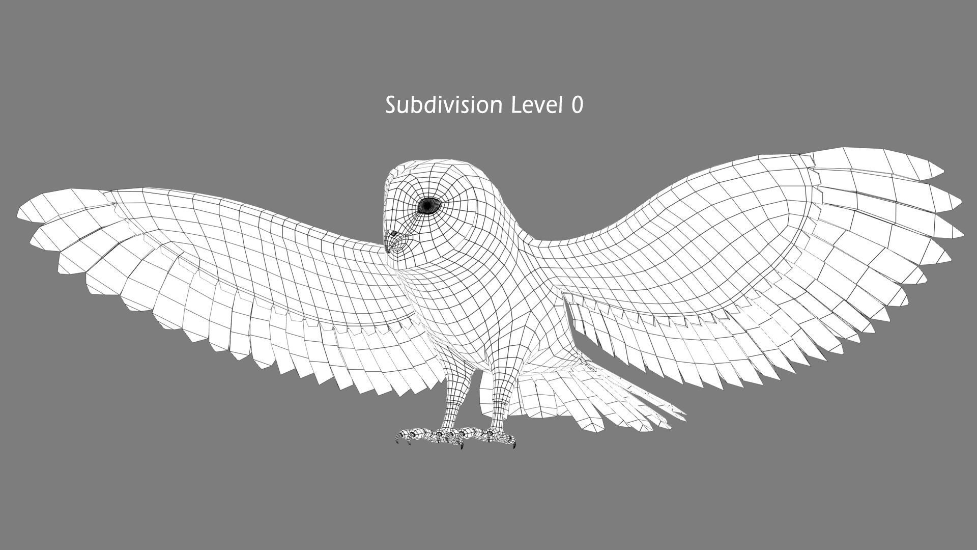 Barn Owl - Flight 3D model_15