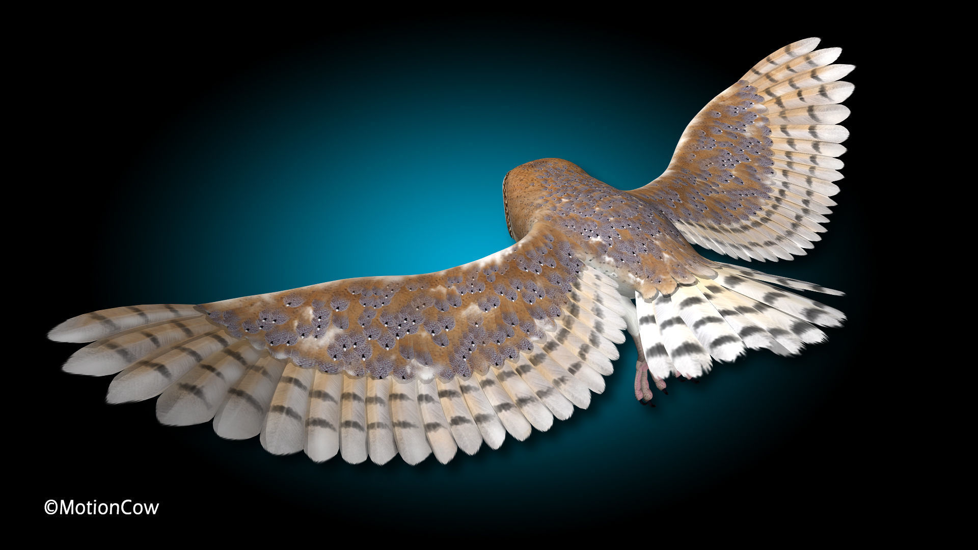 Barn Owl - Flight 3D model_7